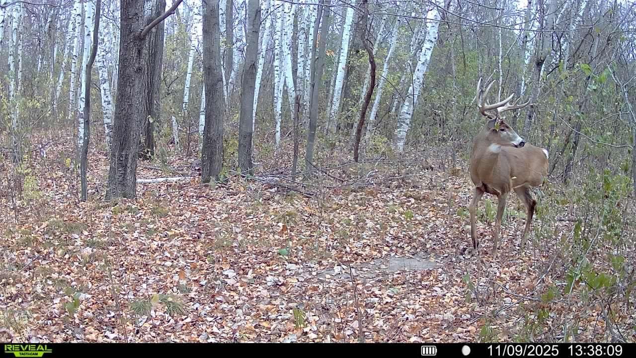 Homes for sale in Baldwin, WI | 1176 230th St, Baldwin, WI 54002 | MLS# 6784514