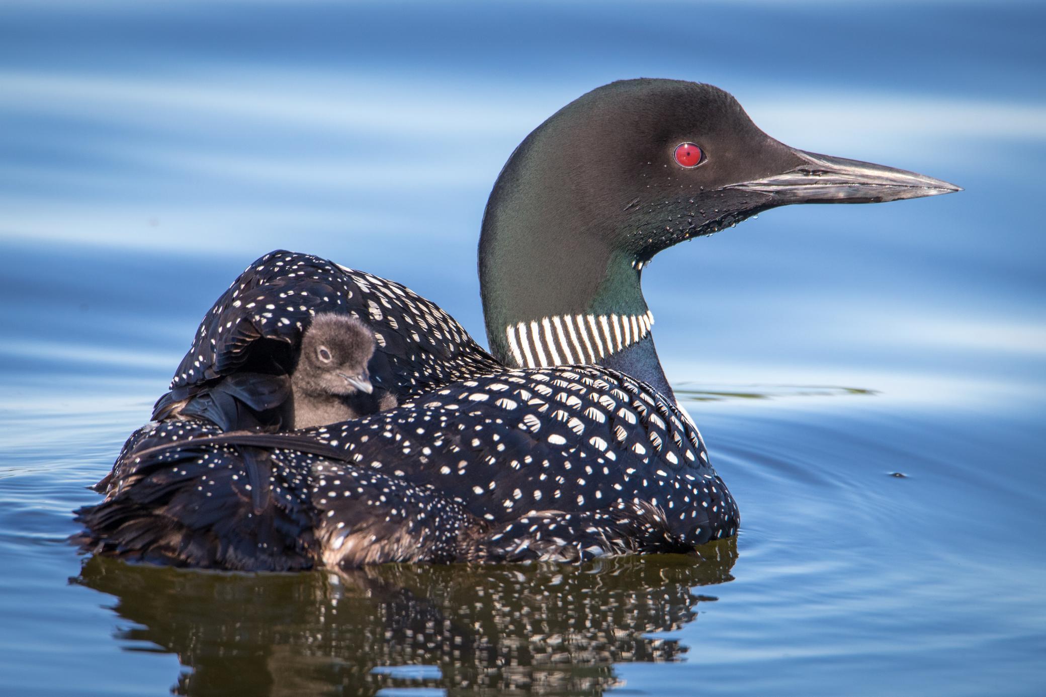 Homes for sale in Ottertail, MN | 301Xx 513Th Ave, Ottertail, MN 56571 | MLS# 6809208