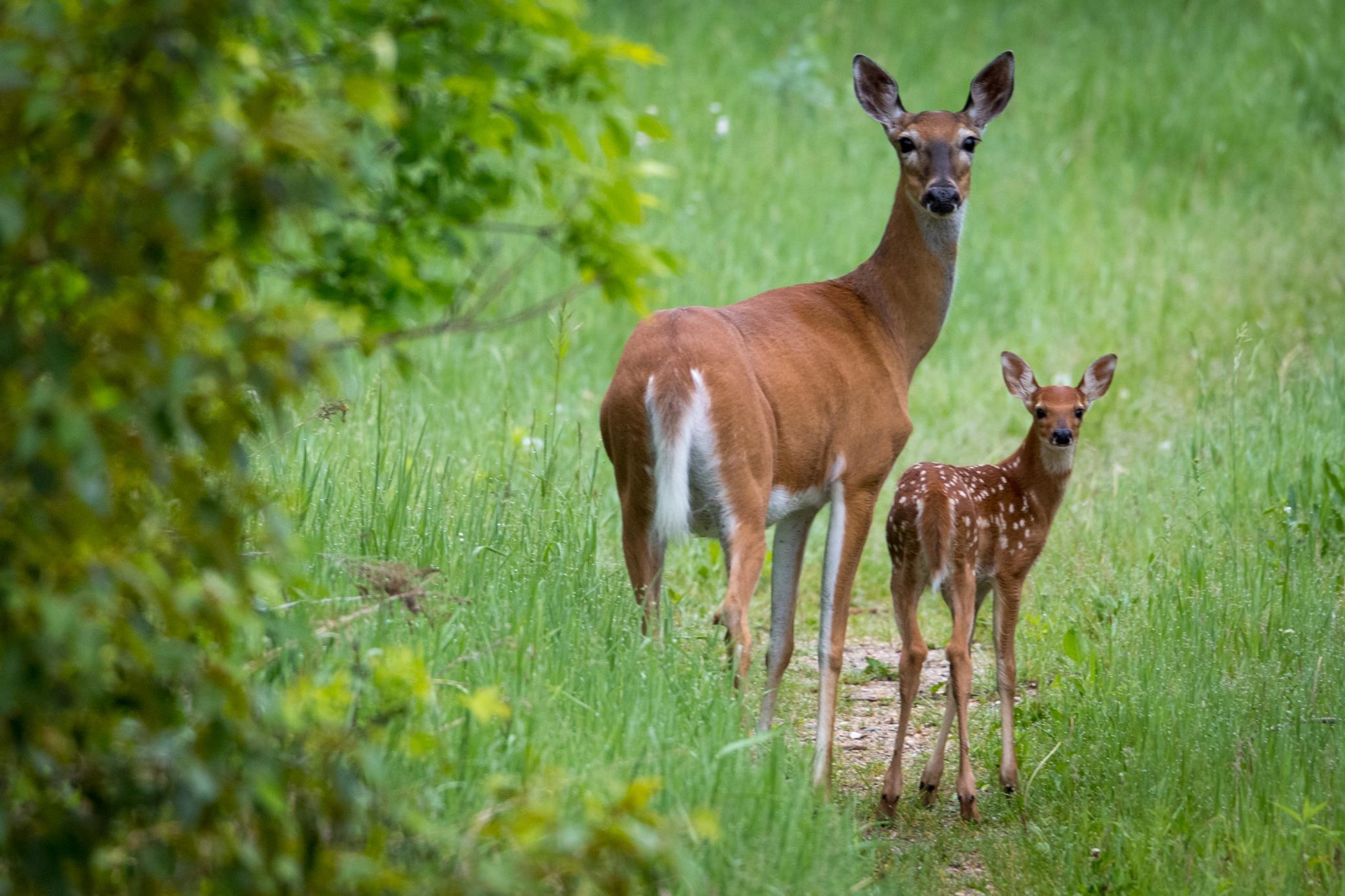 Homes for sale in Ottertail, MN | 301Xx 513Th Ave, Ottertail, MN 56571 | MLS# 6809208