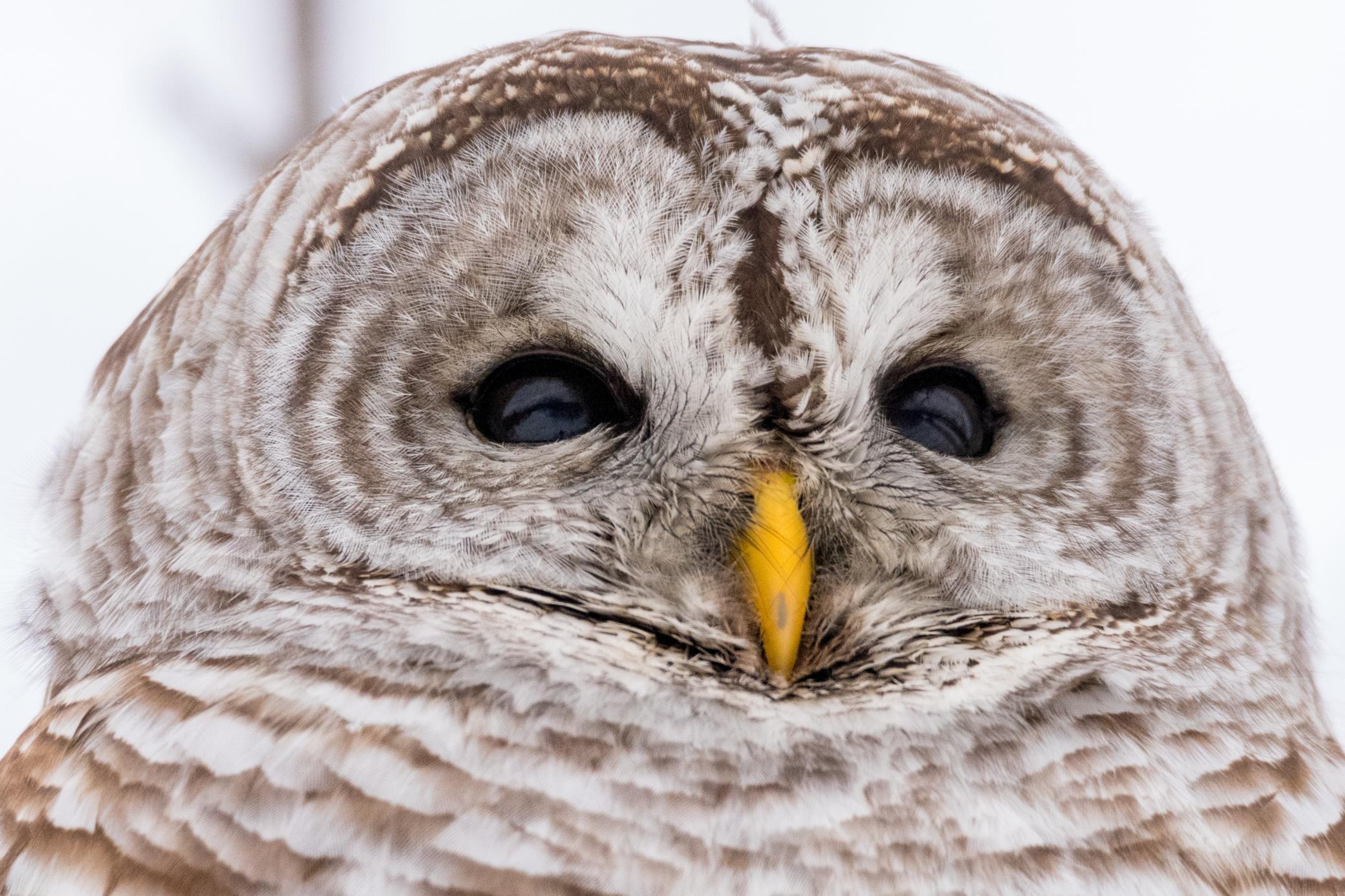 Homes for sale in Ottertail, MN | 315Xx Leaf River Road Lot E, Ottertail, MN 56571 | MLS# 6811279