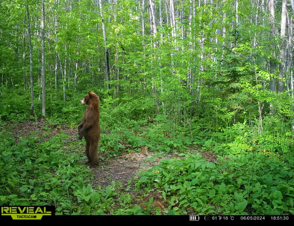 Homes for sale in Jacobson, MN | Tbdxx State Hwy 65, Jacobson, MN 55752 | MLS# 6811415