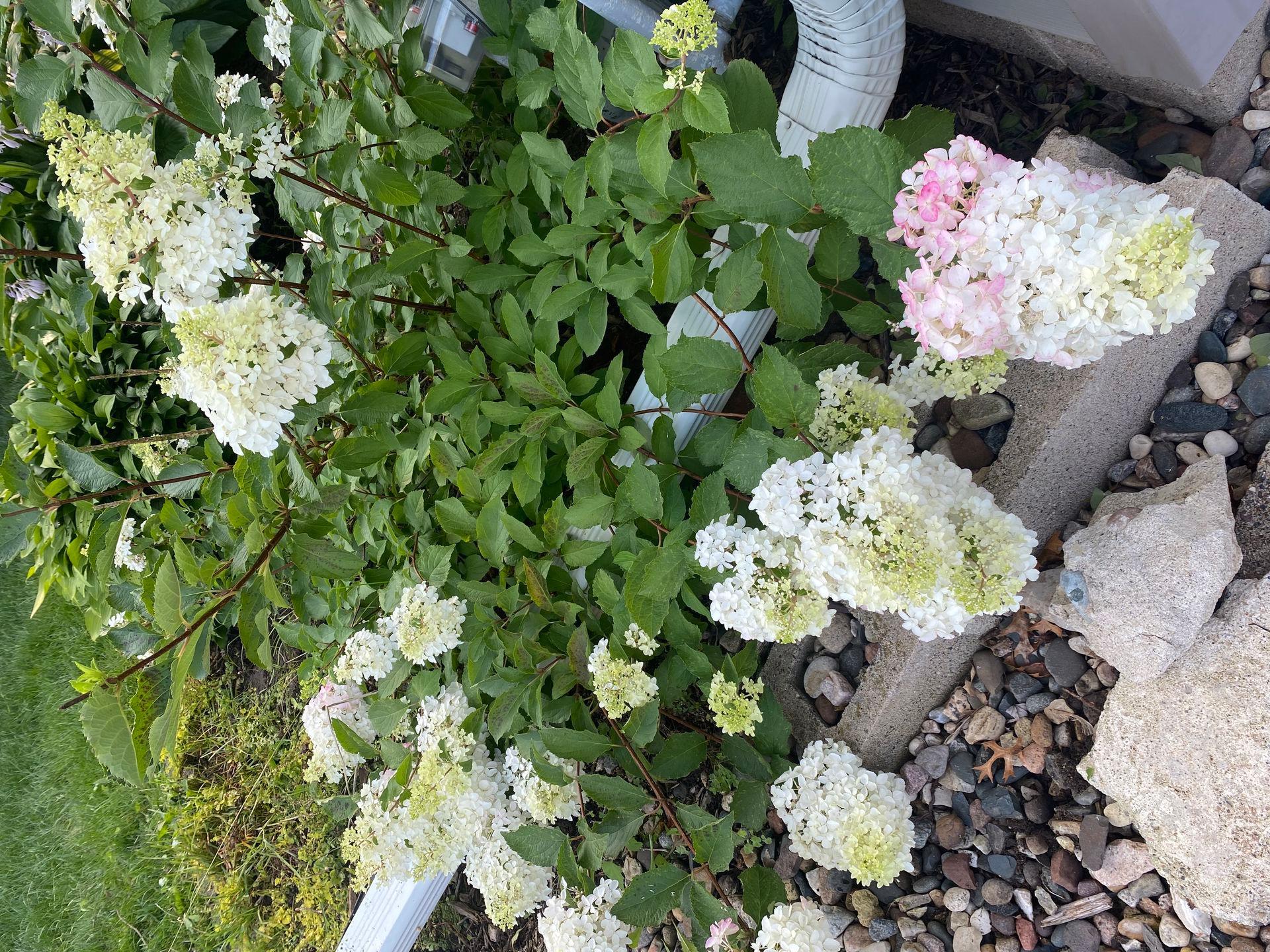 Homes for sale in Woodbury, MN | 1297 Pinewood Dr, Woodbury, MN 55125 | MLS# 6821694