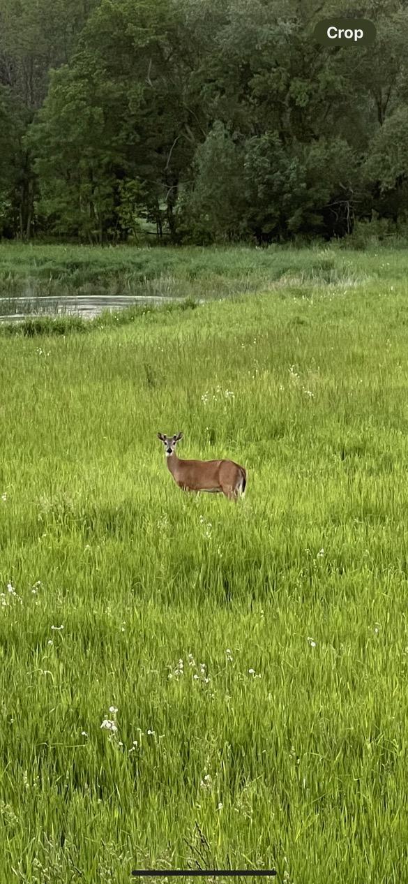 Homes for sale in Webster, MN | Xxxx 280Th St E, Webster, MN 55088 | MLS# 6824311