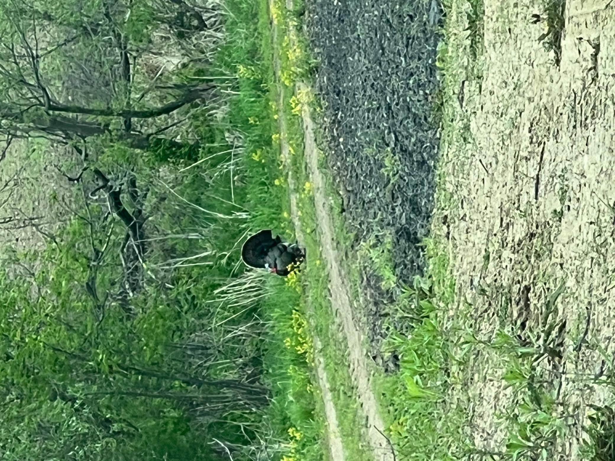 Homes for sale in Webster, MN | Xxxx 280th St E, Webster, MN 55088 | MLS# 6824311