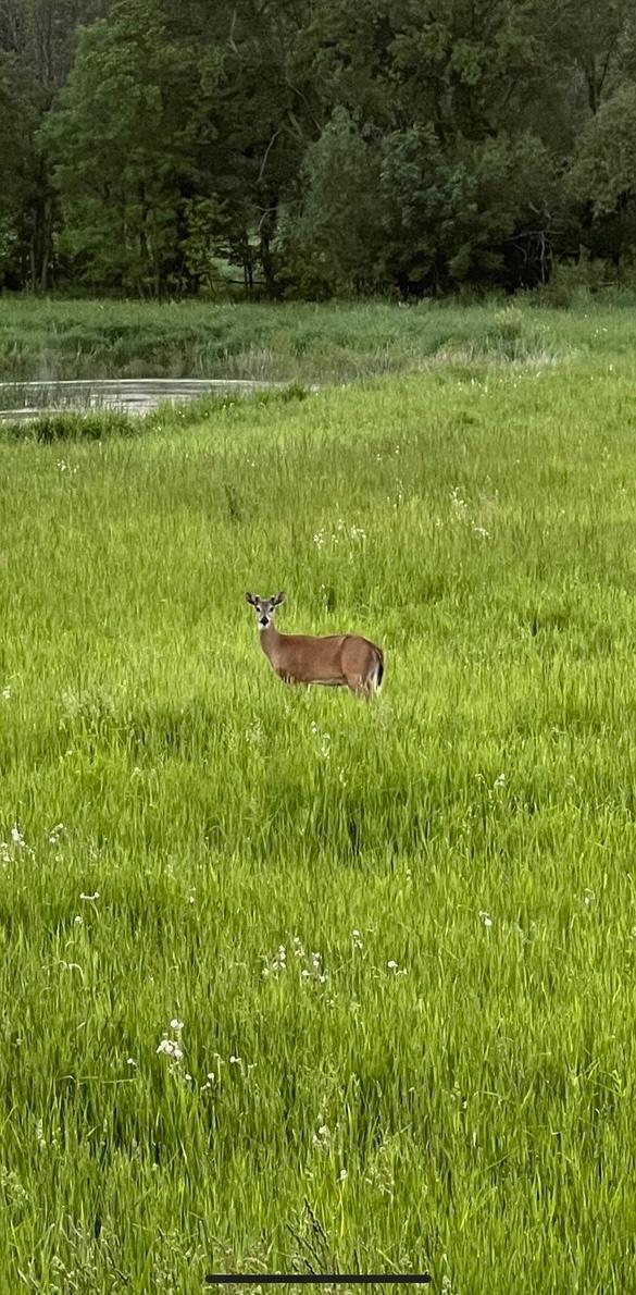 Homes for sale in Webster, MN | Xxxx 280th St E, Webster, MN 55088 | MLS# 6824311