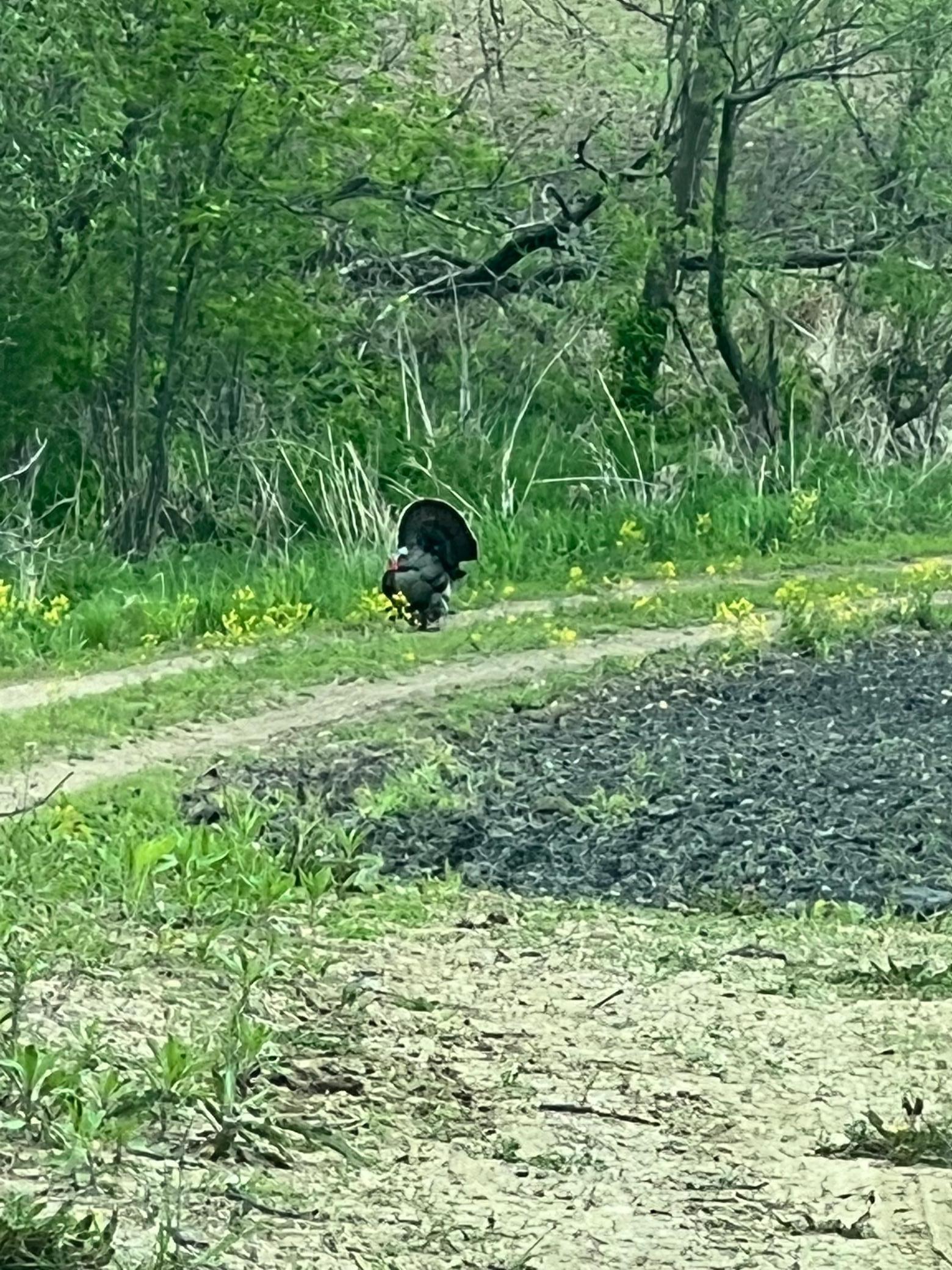 Homes for sale in Webster, MN | Xxxx 280th St E, Webster, MN 55088 | MLS# 6824311
