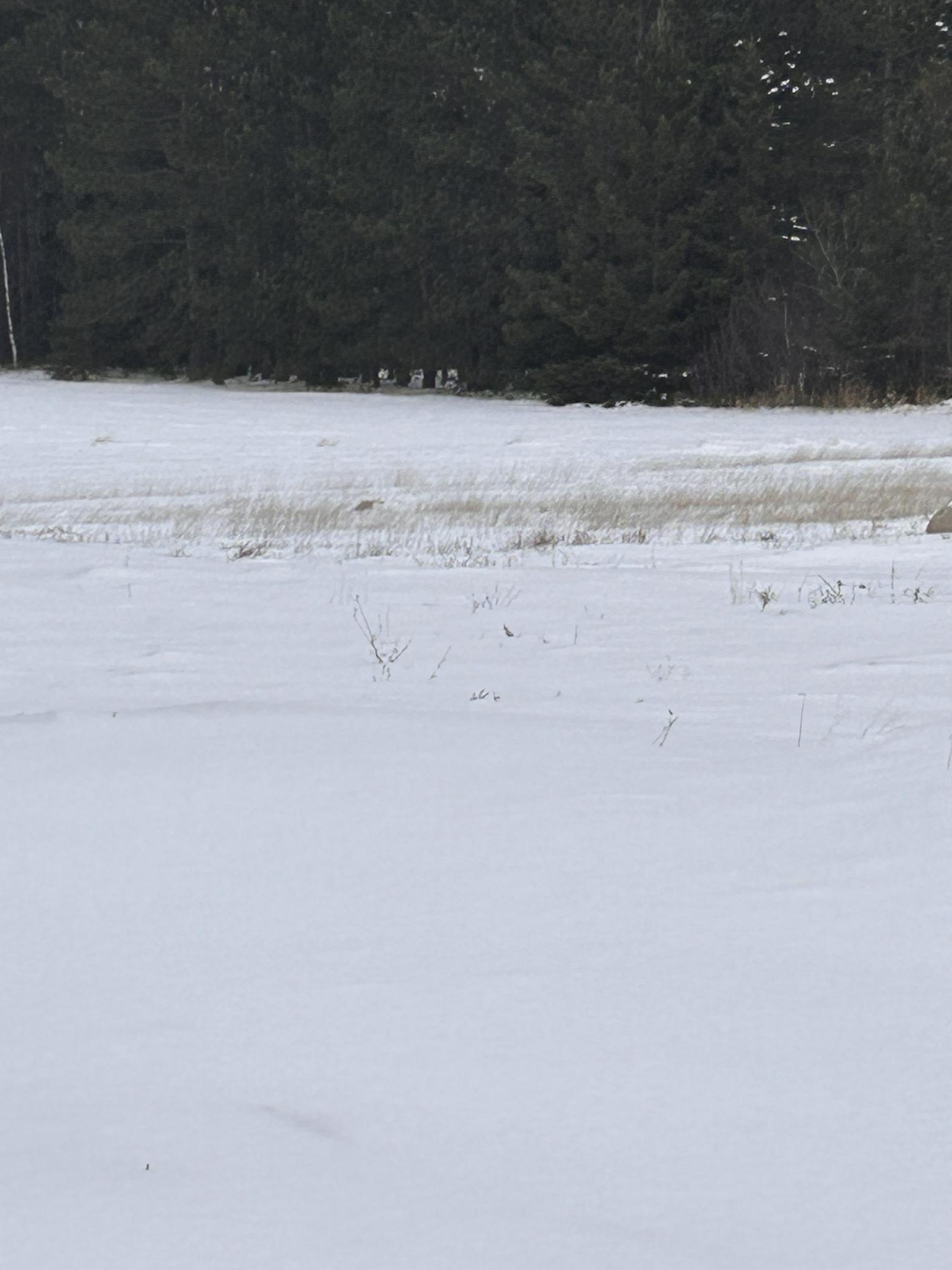 Homes for sale in Nashwauk, MN | 16068 County Road 56, Nashwauk, MN 55769 | MLS# 6824516