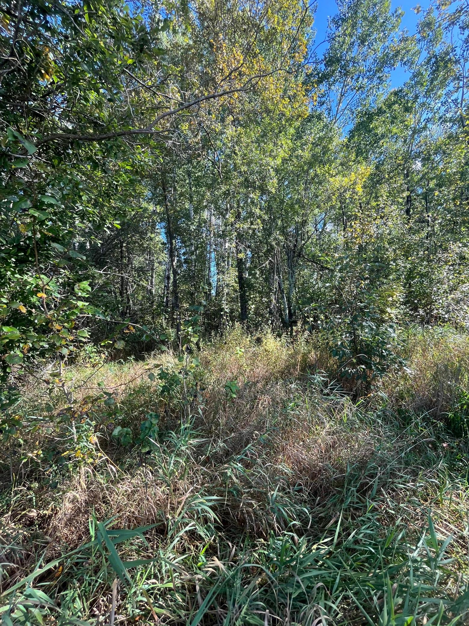 21st image of Tbd Parcel 1 E Pine Dr, Angle Inlet, MN 56711 | MLS# 7002765