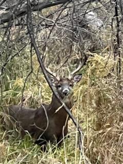 Homes for sale in Coon Rapids, MN | 10765 Tamarack Cir Nw, Coon Rapids, MN 55433 | MLS# 7004839