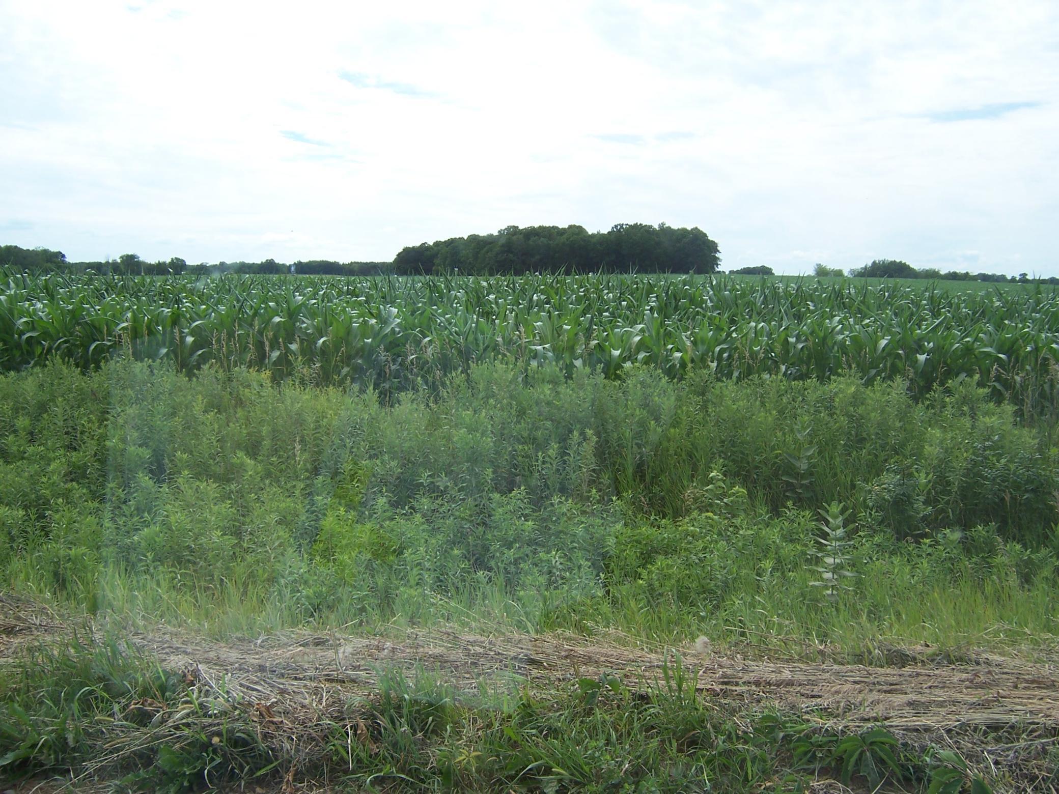 Homes for sale in Rush City, MN | 54479 Fairfield Ave, Rush City, MN 55069 | MLS# 7016515