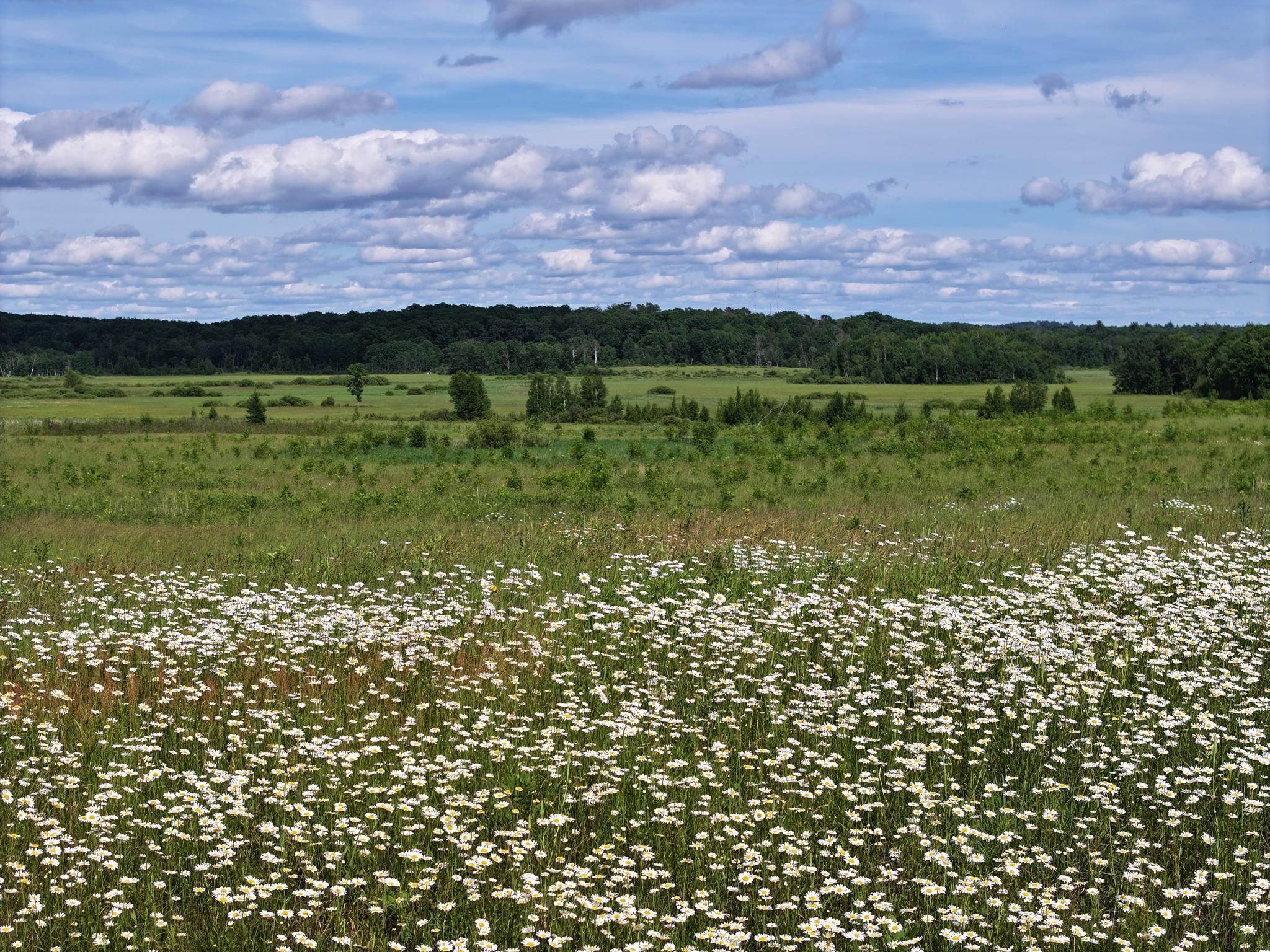 Homes for sale in Pequot Lakes, MN | 9884 County Road 1 Sw, Pequot Lakes, MN 56472 | MLS# 7019522