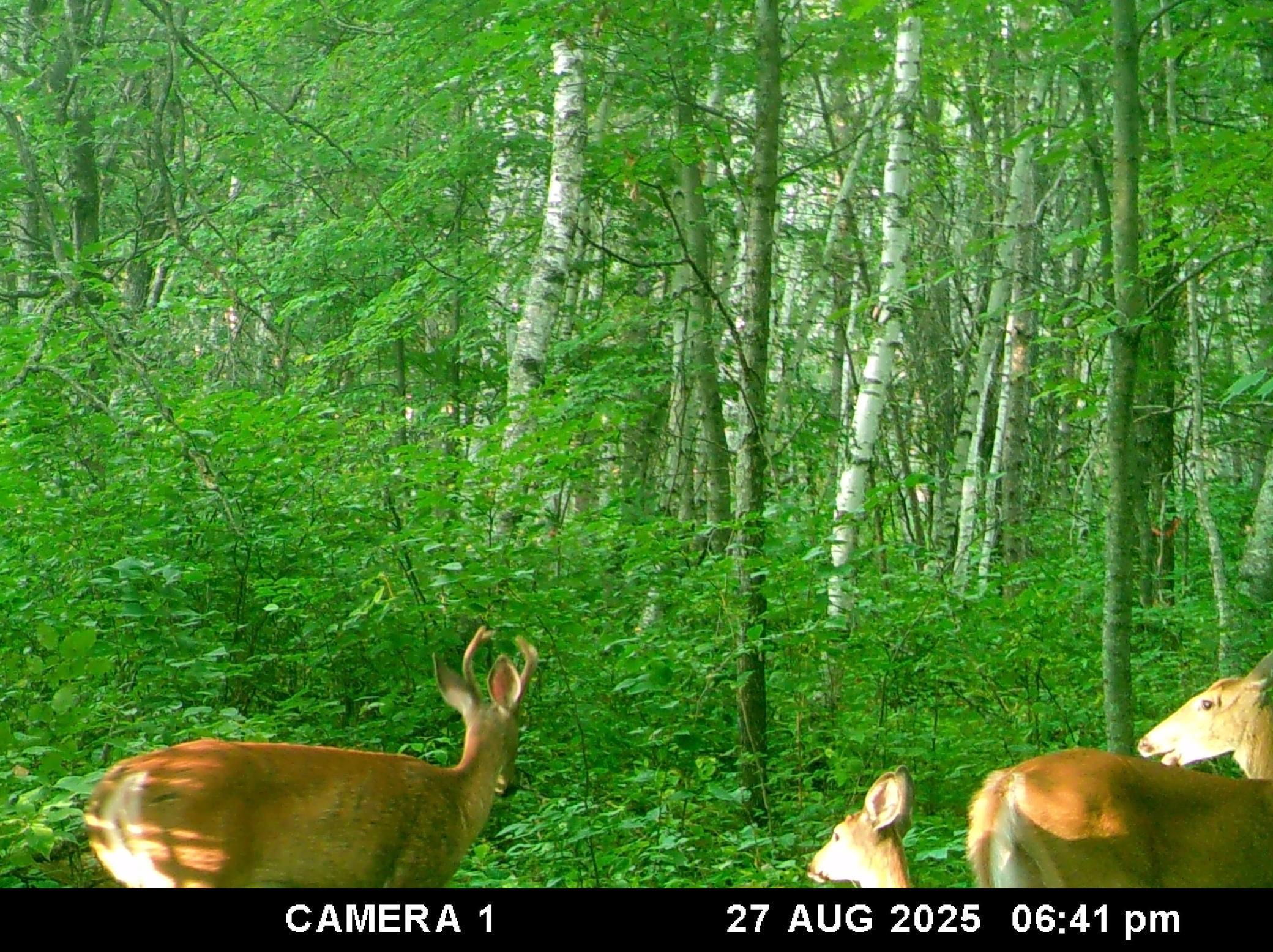 4th image of 0 Levi Ln, Crosslake, MN 56442 | MLS# 7020079