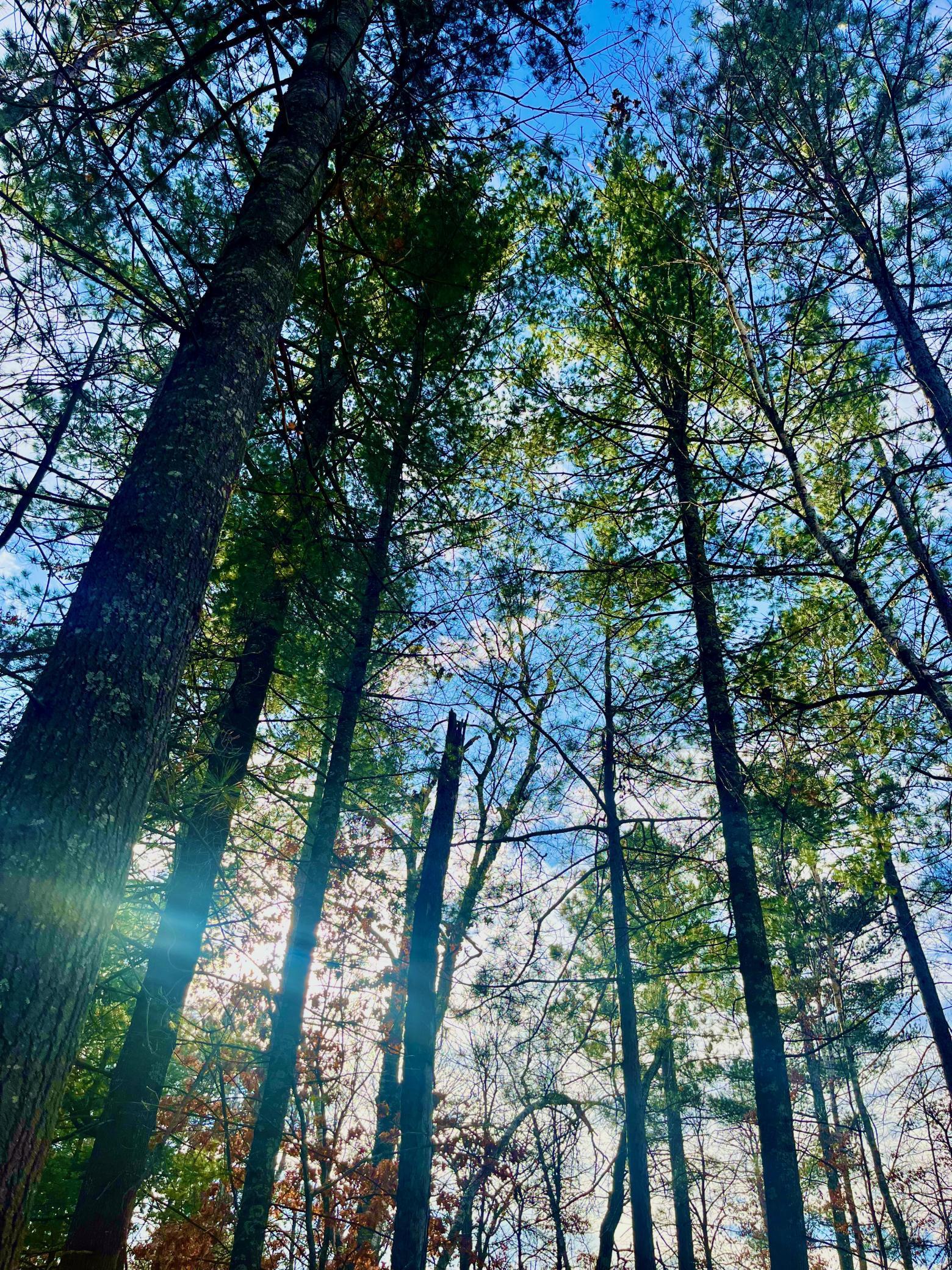 Homes for sale in Sturgeon Lake, MN | 37336 Teal Dr, Sturgeon Lake, MN 55783 | MLS# 7023845