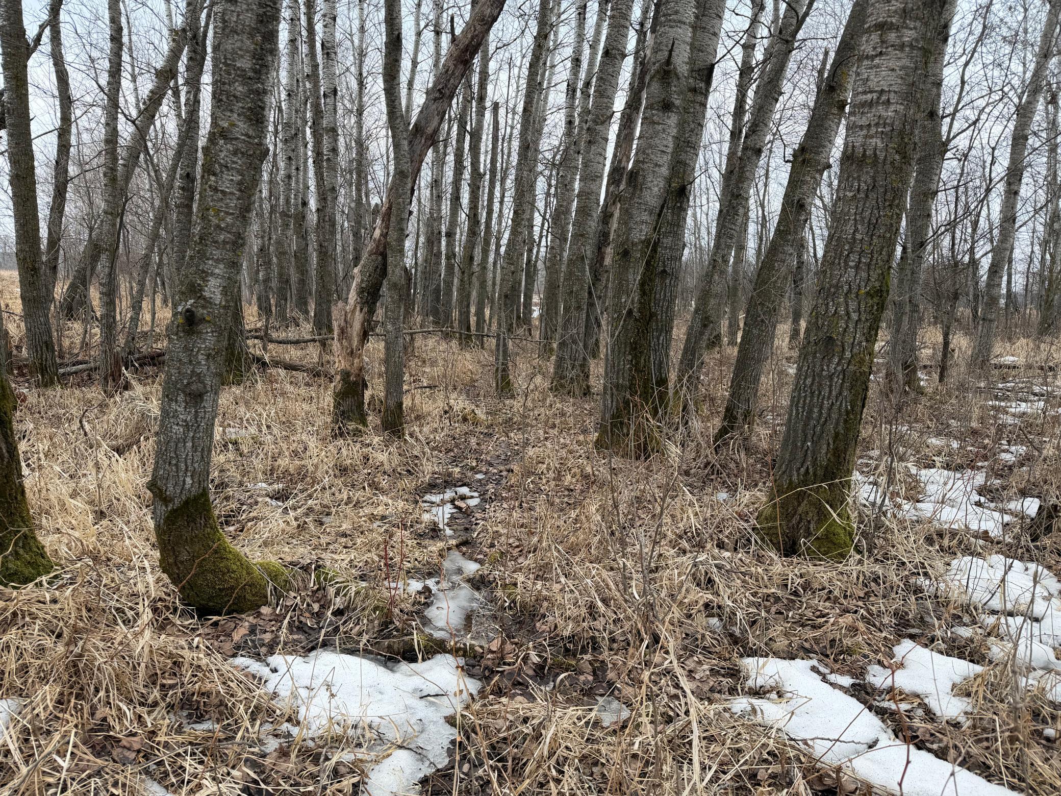 Homes for sale in Milaca, MN | Tbd-B 180Th St, Milaca, MN 56353 | MLS# 7029939