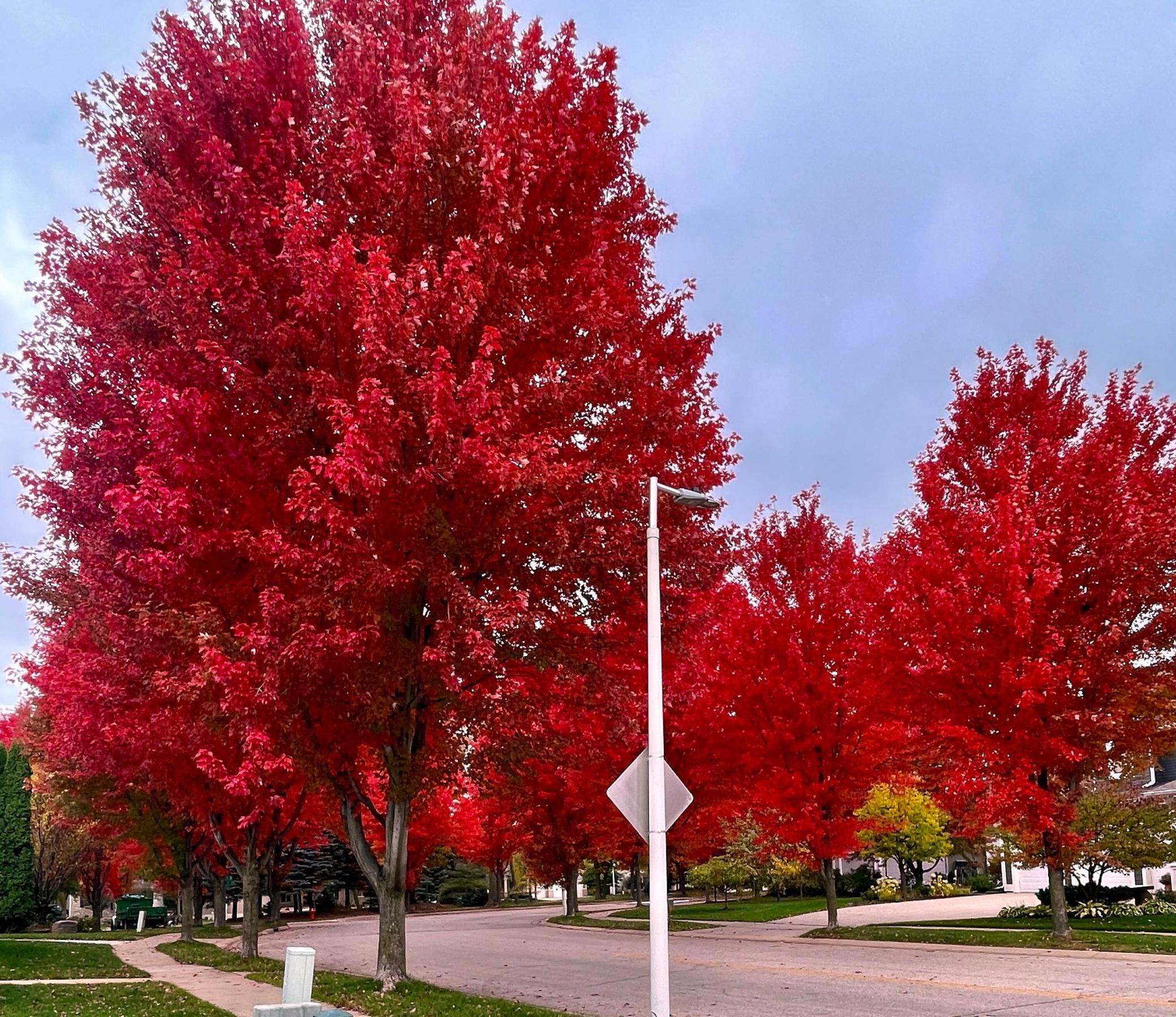 Homes for sale in Rochester, MN | 1017 Fox Knoll Dr Sw, Rochester, MN 55902 | MLS# 7039359