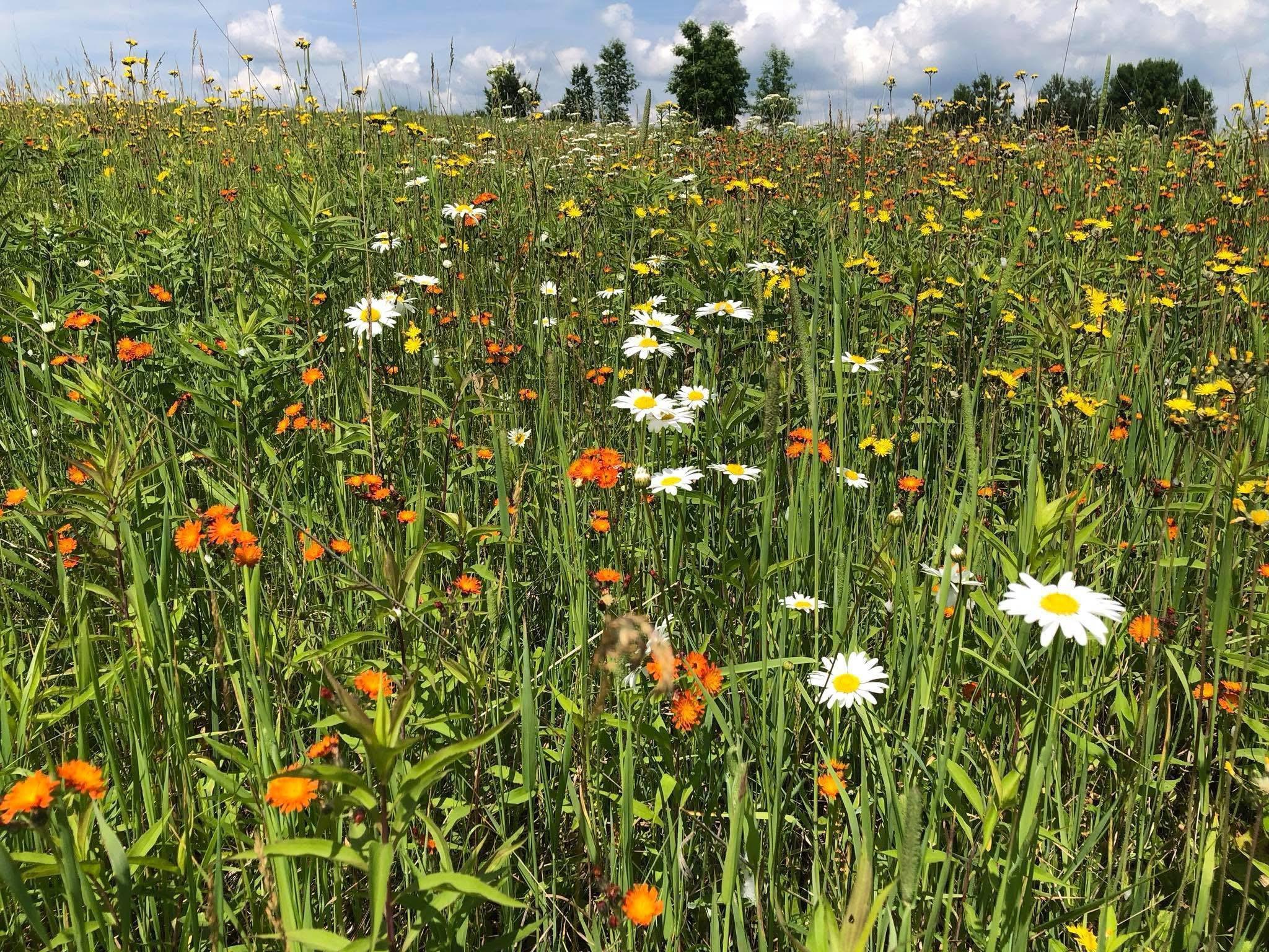 Homes for sale in Finlayson, MN | Tbd Dixon Line Rd, Finlayson, MN 55735 | MLS# 7039552