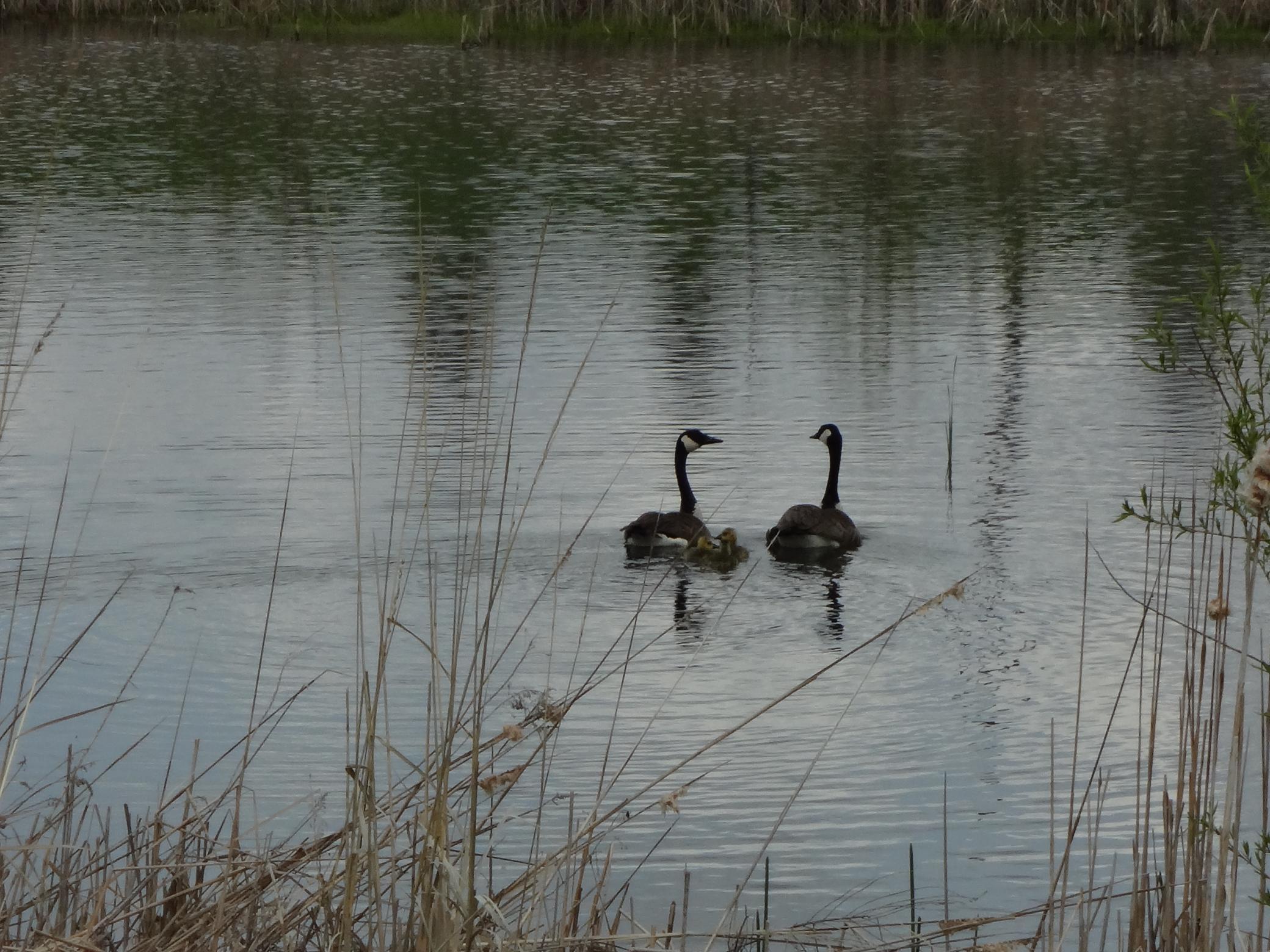 8th image of Tbd Fortune Creek Trl, Faribault, MN 55021 | MLS# 7051785