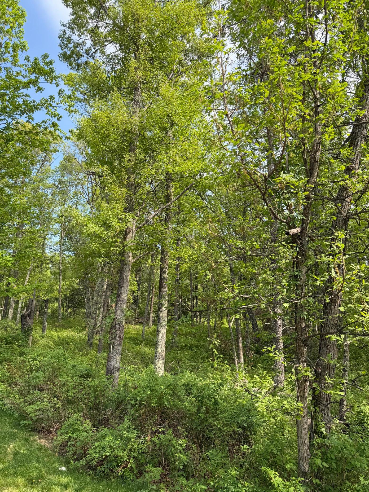 5th image of 0 Sugarloaf Rd, Crosslake, MN 56442 | MLS# 7057882