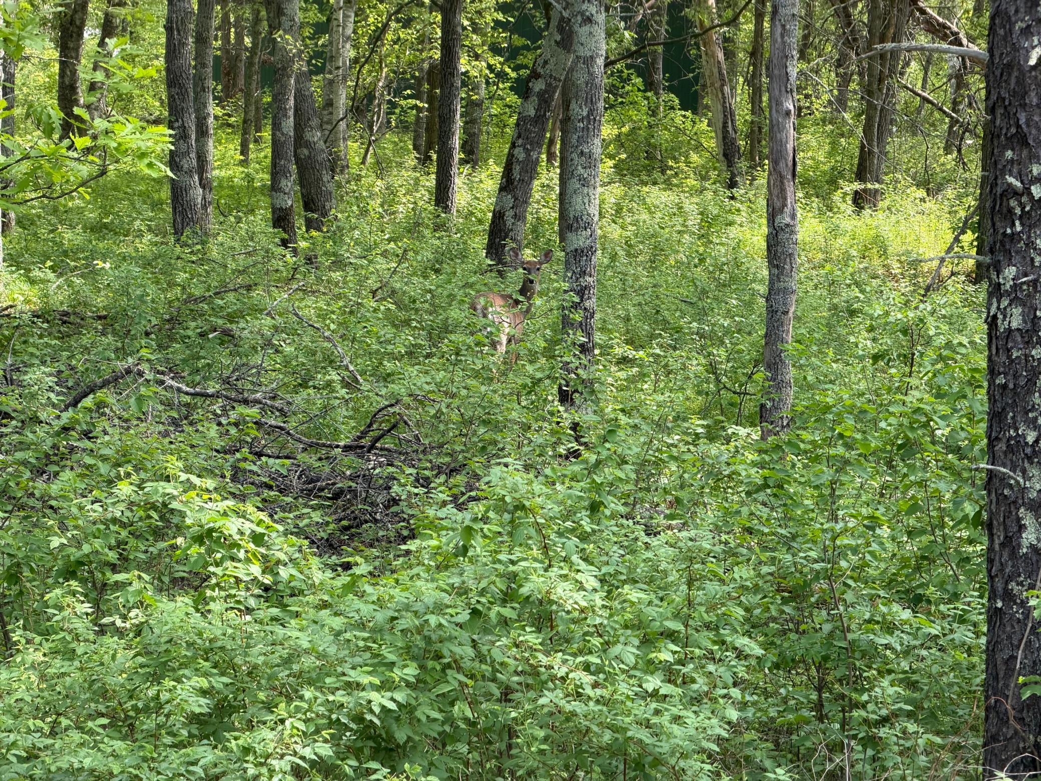 3rd image of 0 Sugarloaf Rd, Crosslake, MN 56442 | MLS# 7057882