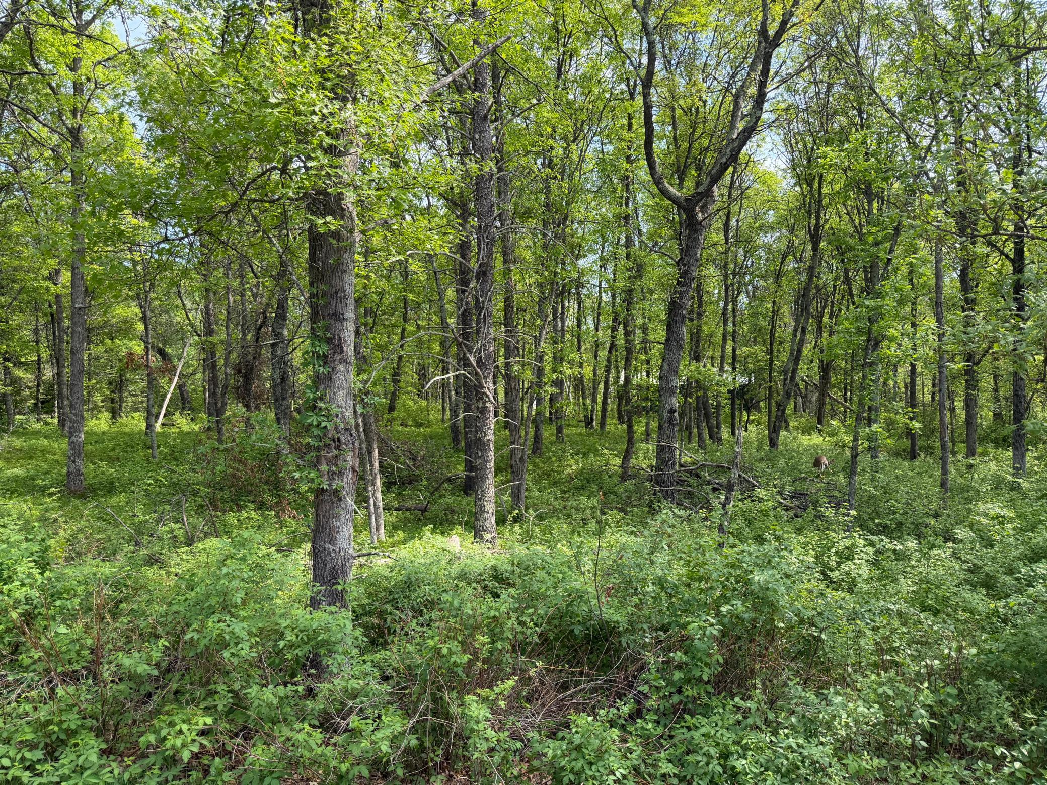 6th image of 0 Sugarloaf Rd, Crosslake, MN 56442 | MLS# 7057882