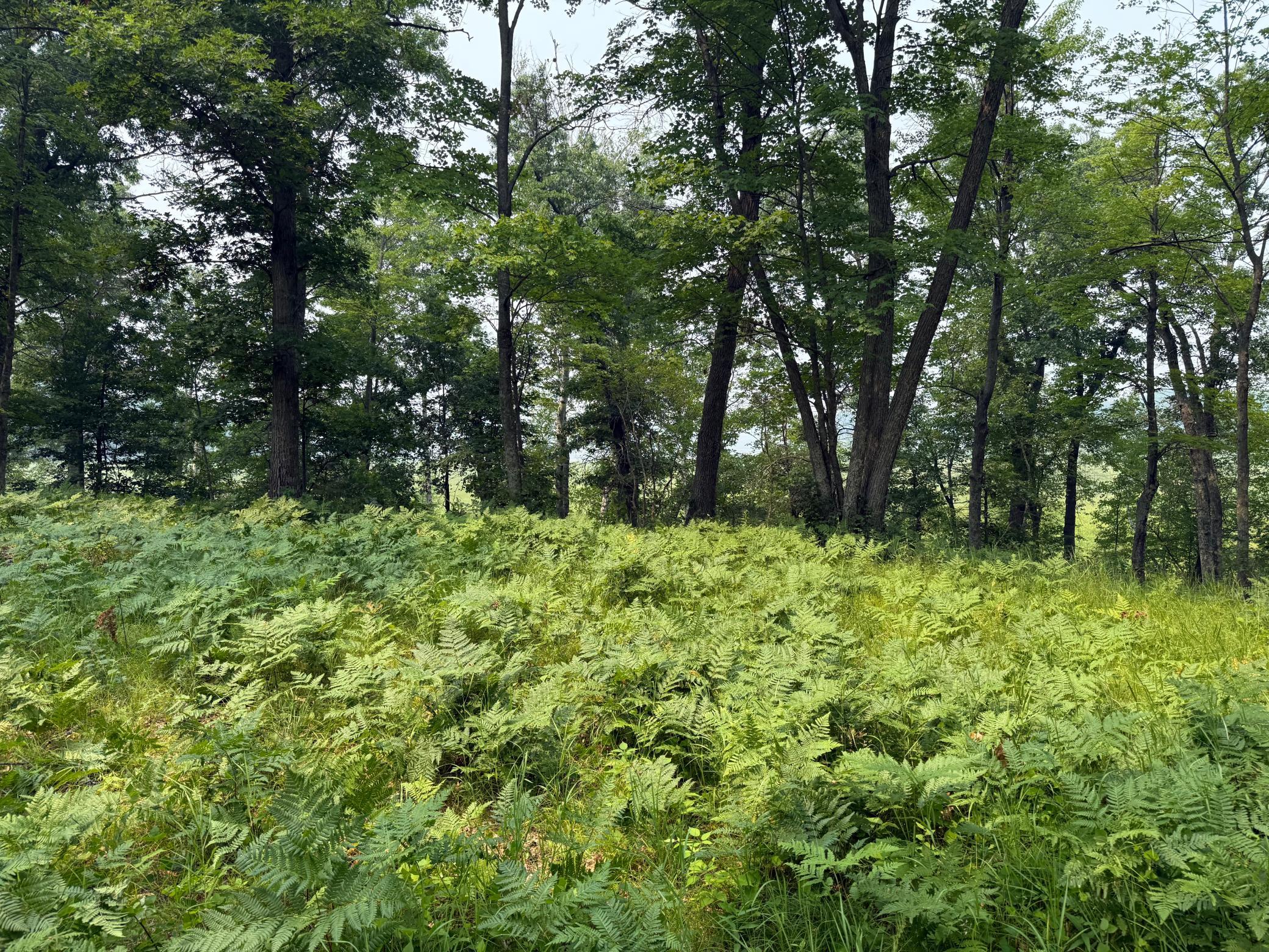 3rd image of Xxx Mann Road, Spooner, WI 54801 | MLS# 7061690
