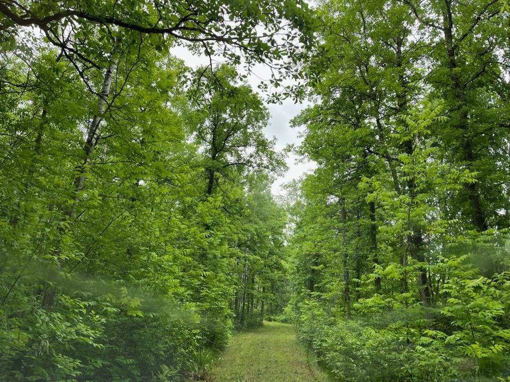 Homes for sale in Orr, MN | Tbd Cemetery Road, Orr, MN 55771 | MLS# 7062327
