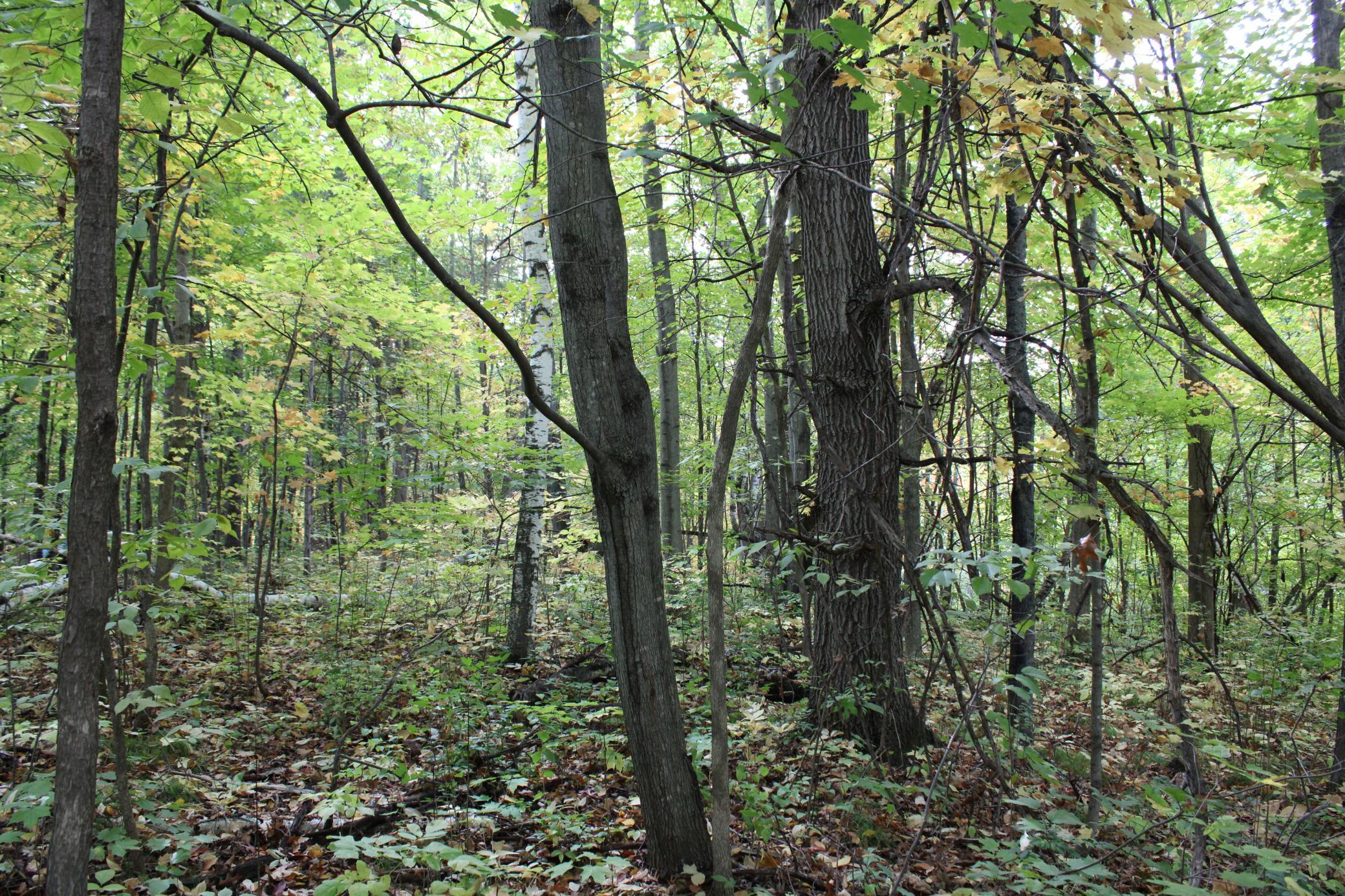 3rd image of 000 St Croix Trail, Taylors Falls, MN 55084 | MLS# 7064744
