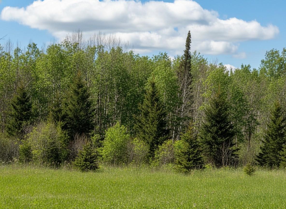 3rd image of Tbd Wildflower Lane Ne, Blackduck, MN 56630 | MLS# 7071034