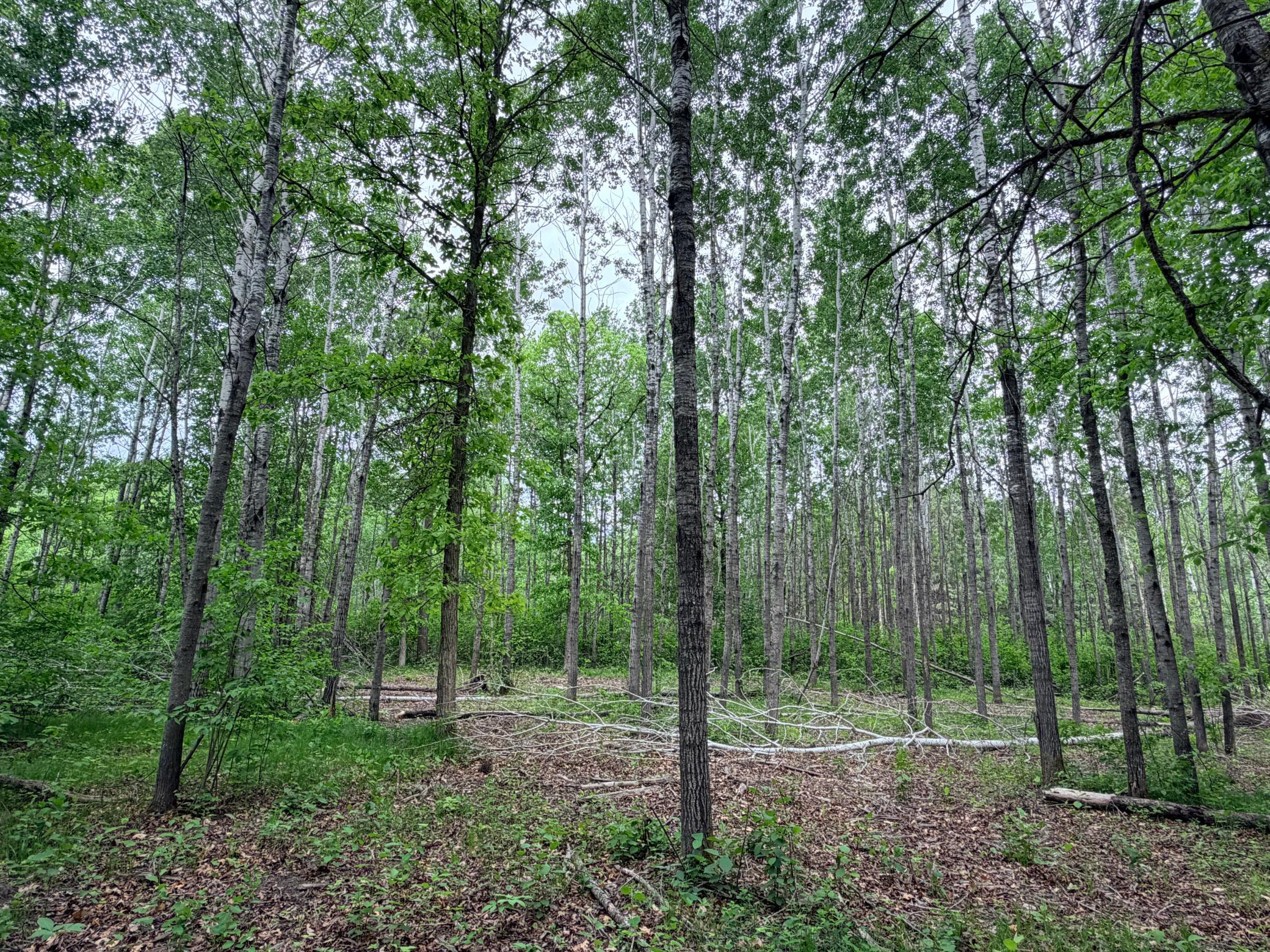 4th image of Tbd Half Moon Rd, Park Rapids, MN 56470 | MLS# 7085212