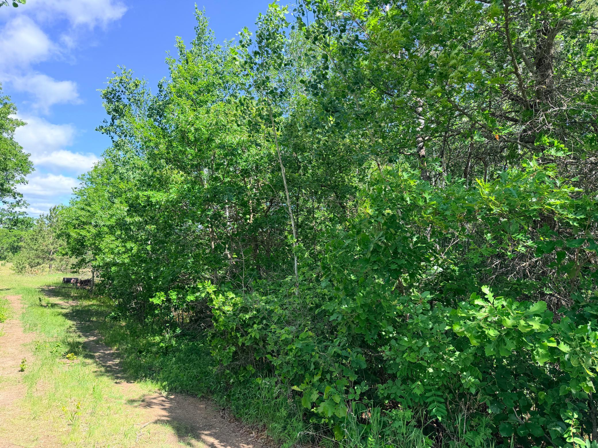 23rd image of Tbd   244 Ac County 4, Park Rapids, MN 56470 | MLS# 7085231
