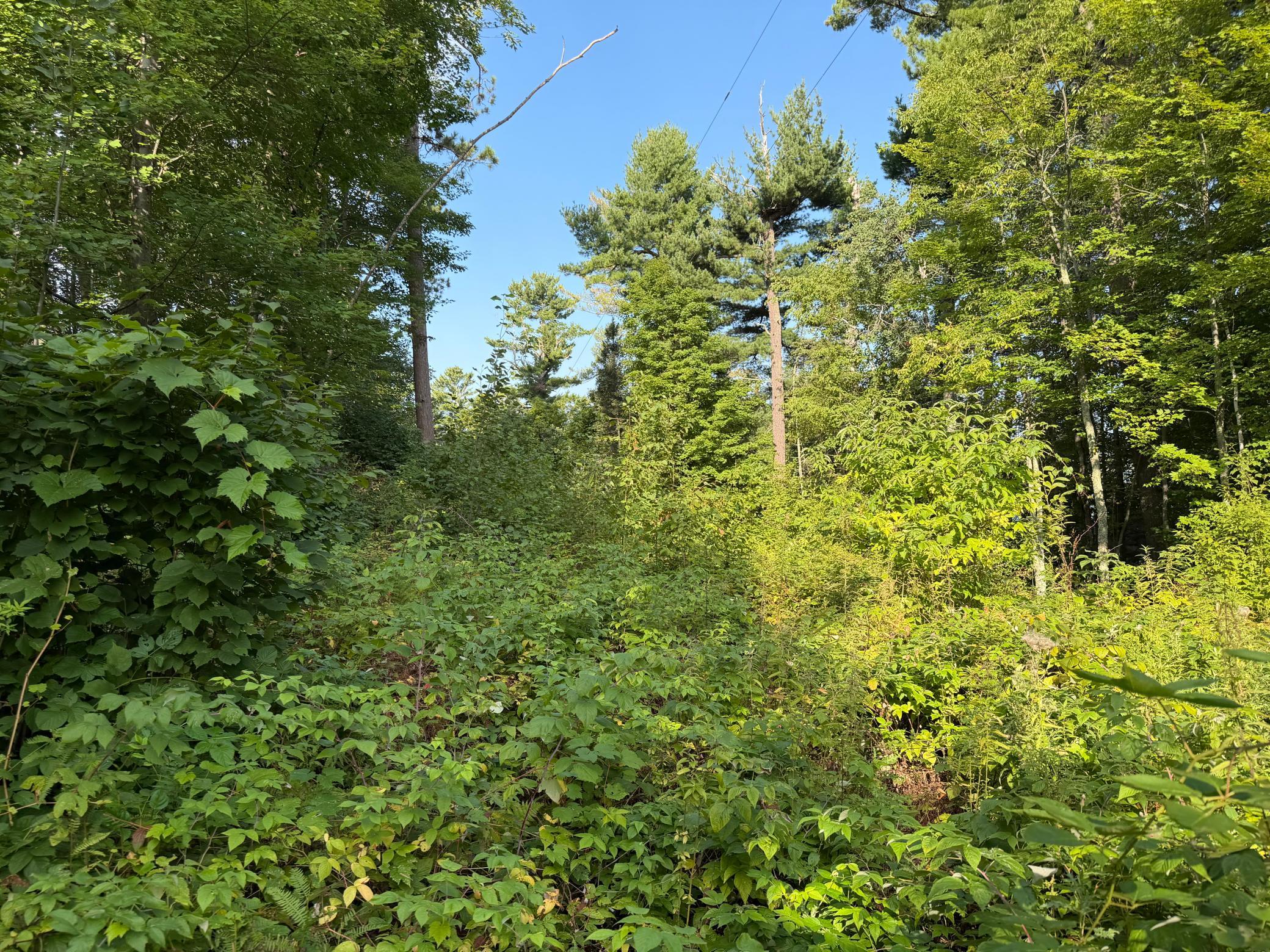 29th image of Tbd Muskie Bay Rd Ne, Longville, MN 56655 | MLS# 7085591