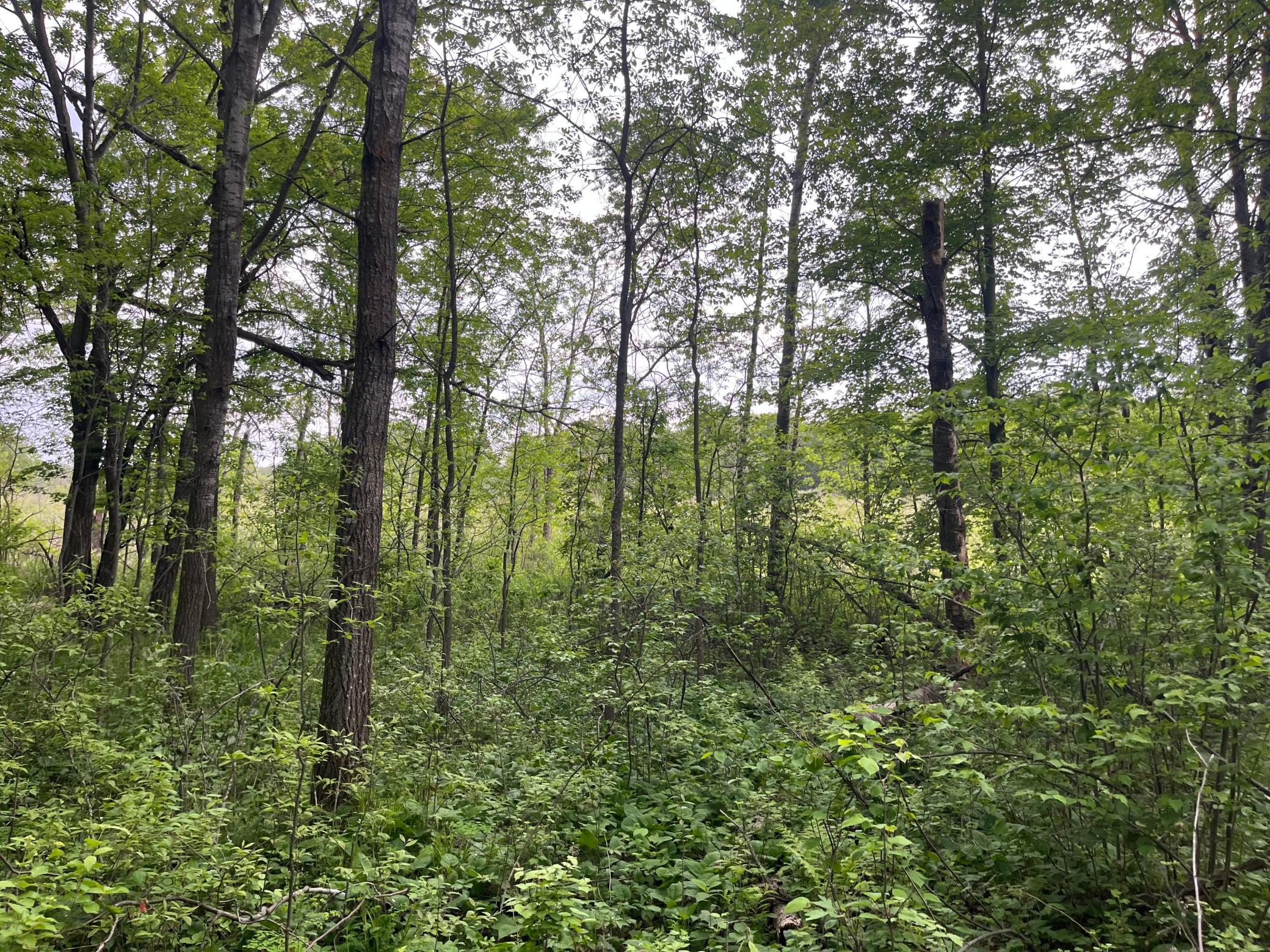 3rd image of Tbd Crust Rd, Brainerd, MN 56401 | MLS# 7095091