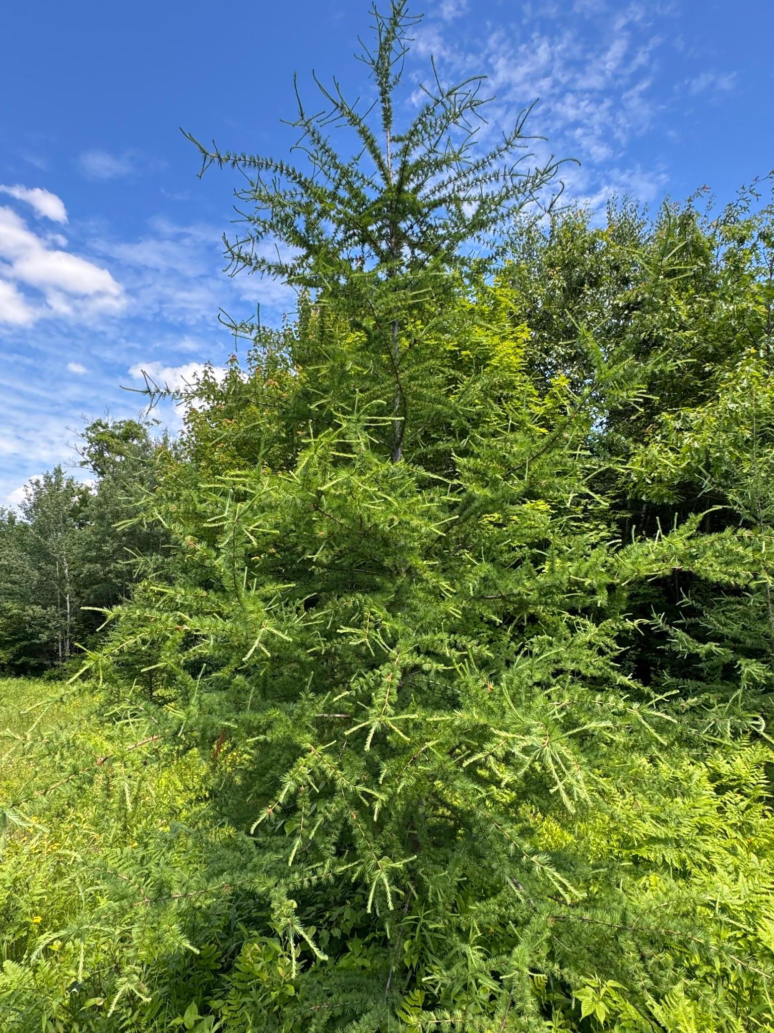 4th image of 0 Xxxx, Mc Gregor, MN 55760 | MLS# 7098491
