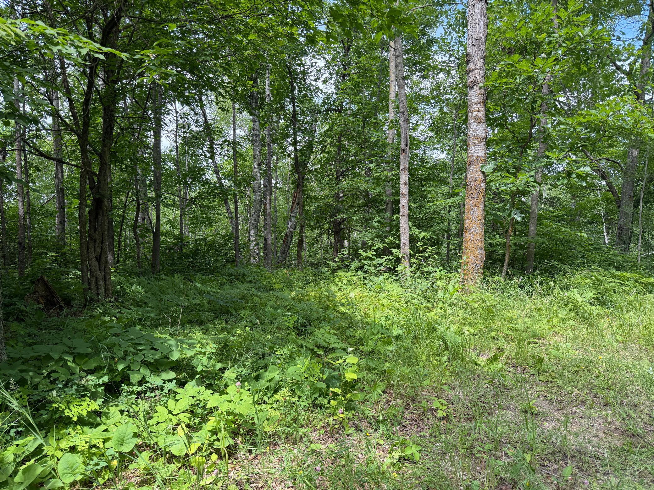 15th image of Tbd County 95, Laporte, MN 56461 | MLS# 7104268