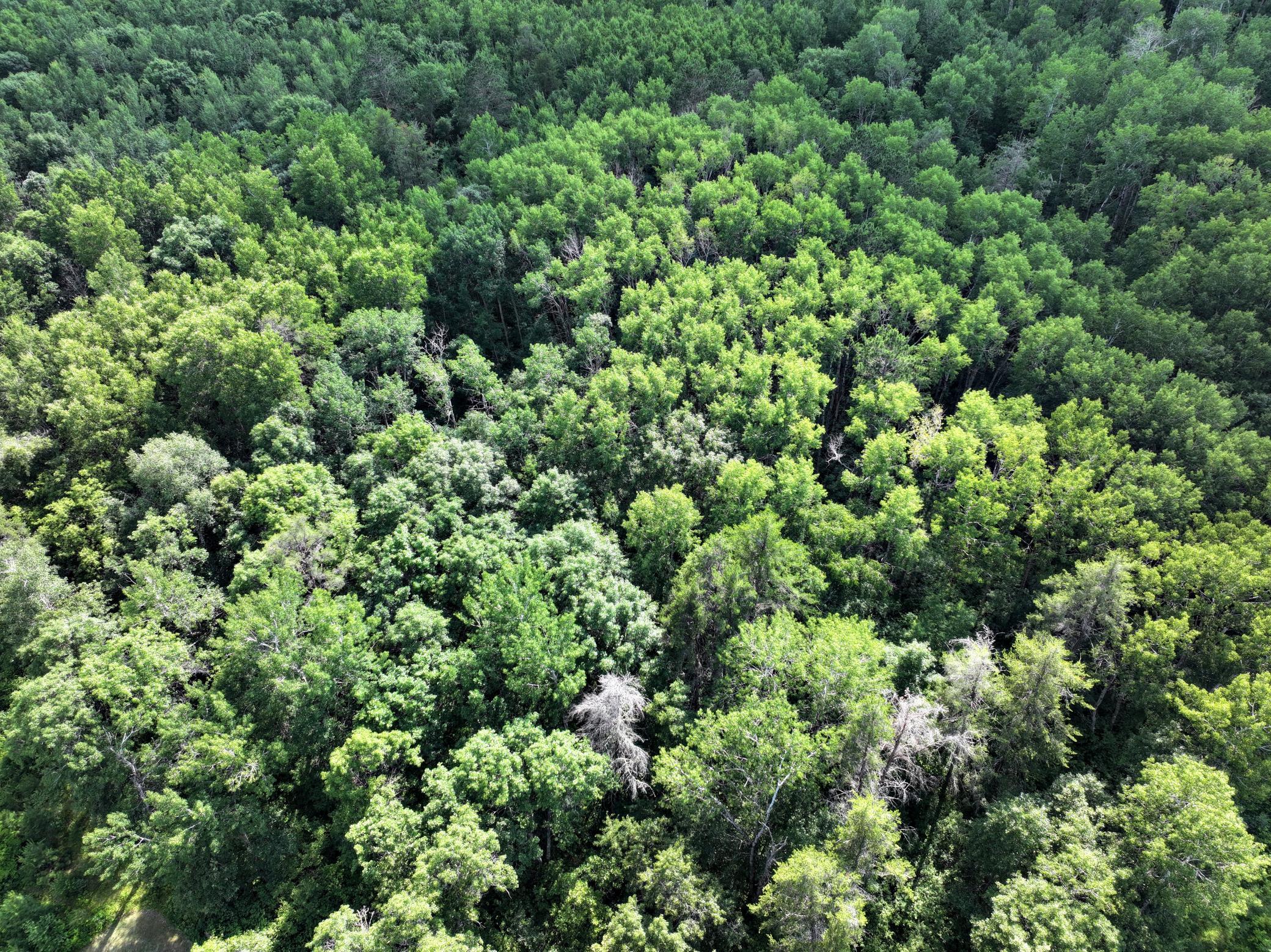 4th image of Tbd Us 71 - 167 Ac, Park Rapids, MN 56470 | MLS# 7107685