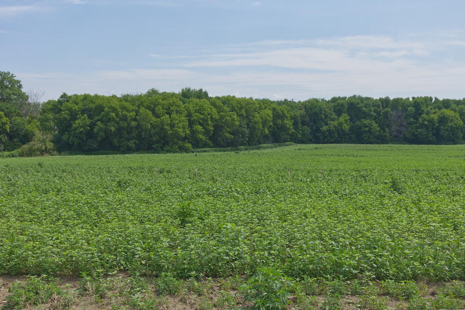 3rd image of Tbd Ingram Ave Sw, Howard Lake, MN 55349 | MLS# 7110482