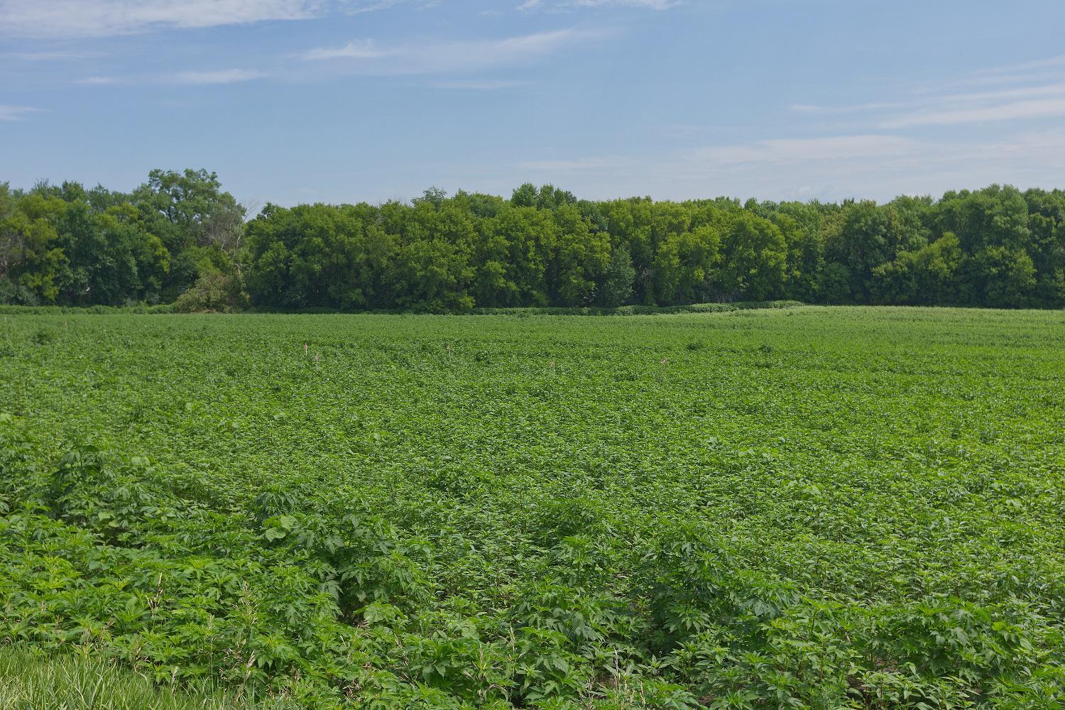 3rd image of Tbd2 Ingram Ave Sw, Howard Lake, MN 55349 | MLS# 7110557