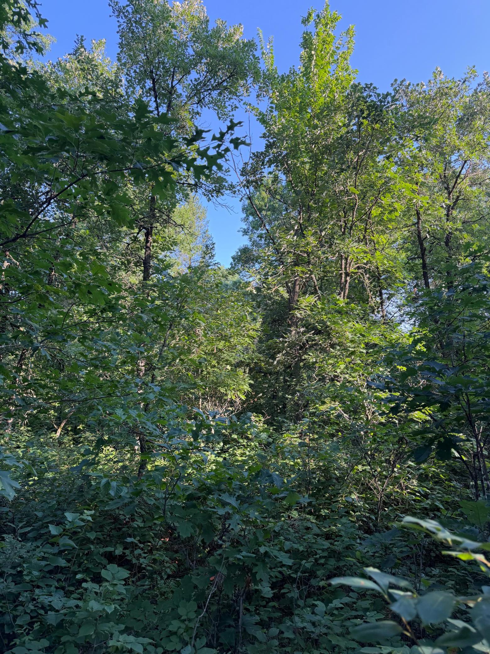 5th image of Xxxxx Volkmann Ln, Grantsburg, WI 54840 | MLS# 7111720
