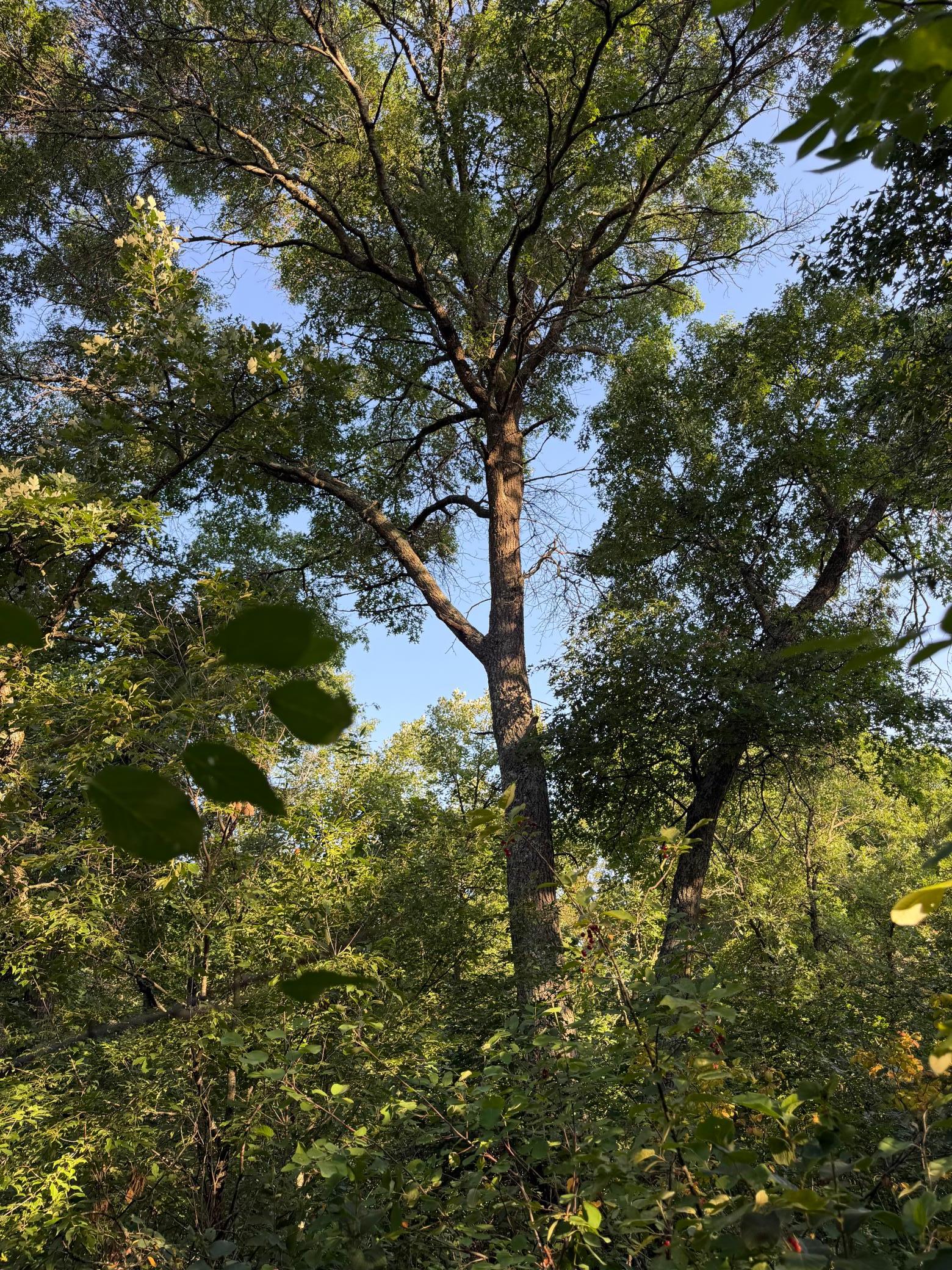 4th image of Xxxxx Volkmann Ln, Grantsburg, WI 54840 | MLS# 7111720
