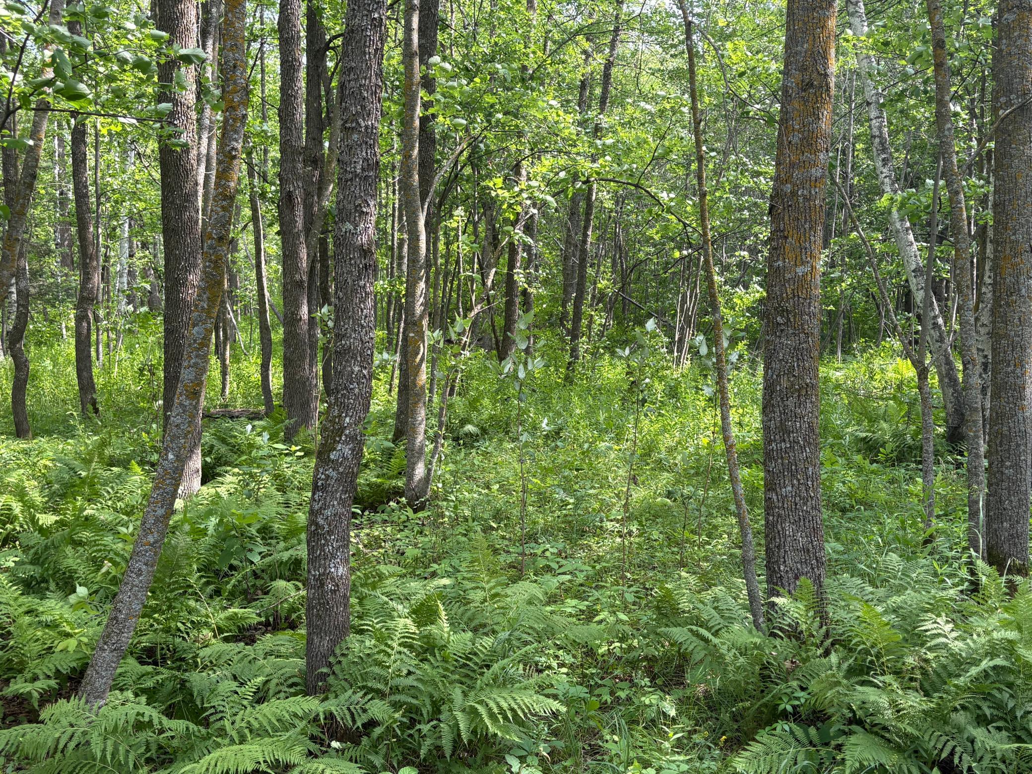 4th image of 560Th Street, Palisade, MN 56469 | MLS# 7113837