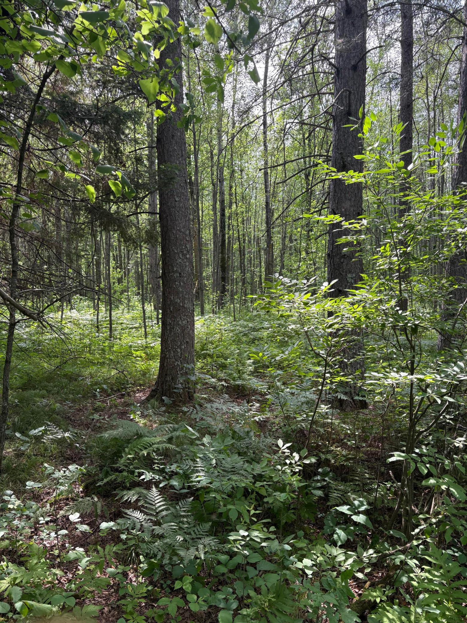 2nd image of 560th Street, Palisade, MN 56469 | MLS# 7113837