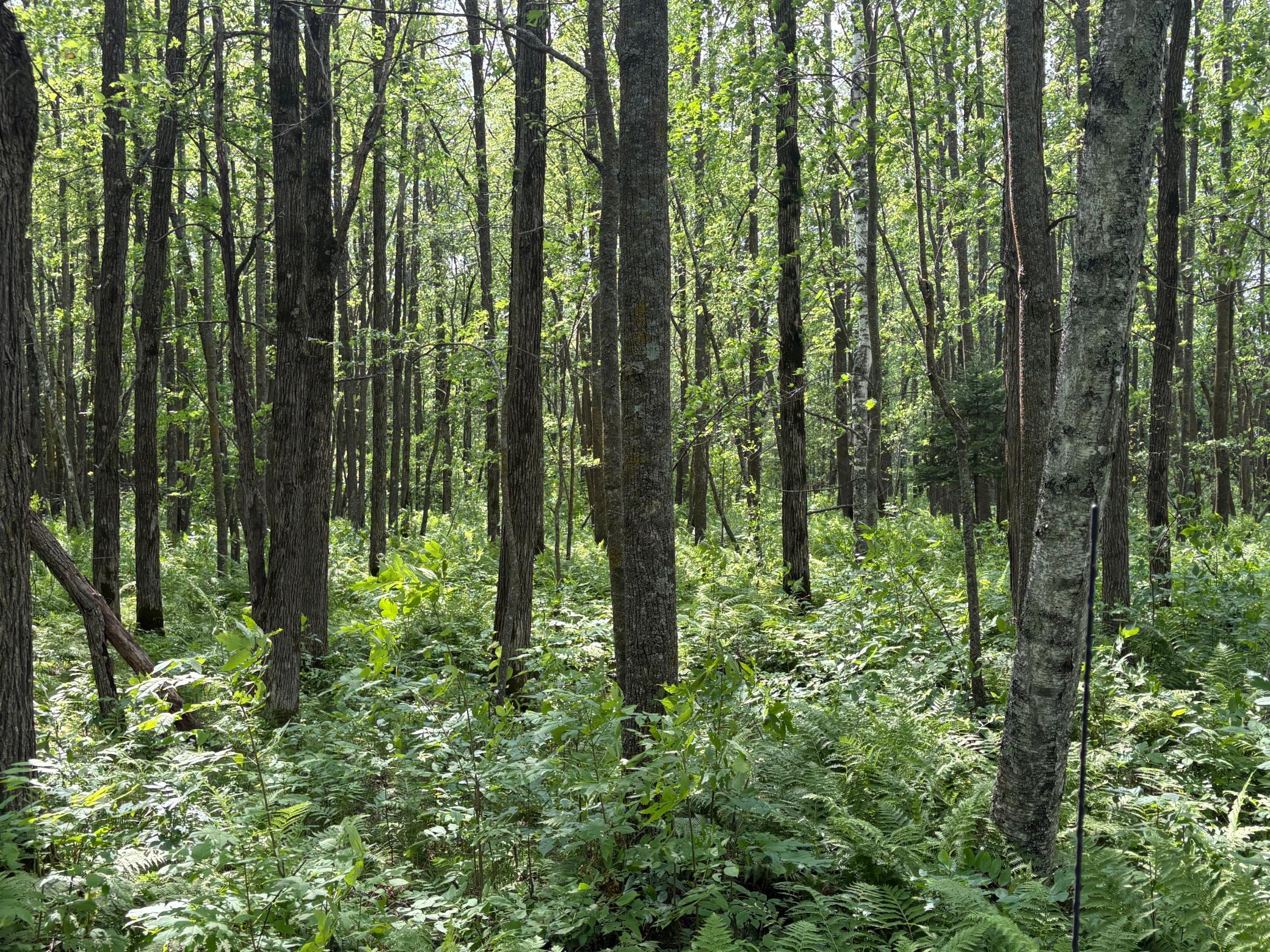 3rd image of 560Th Street, Palisade, MN 56469 | MLS# 7113837