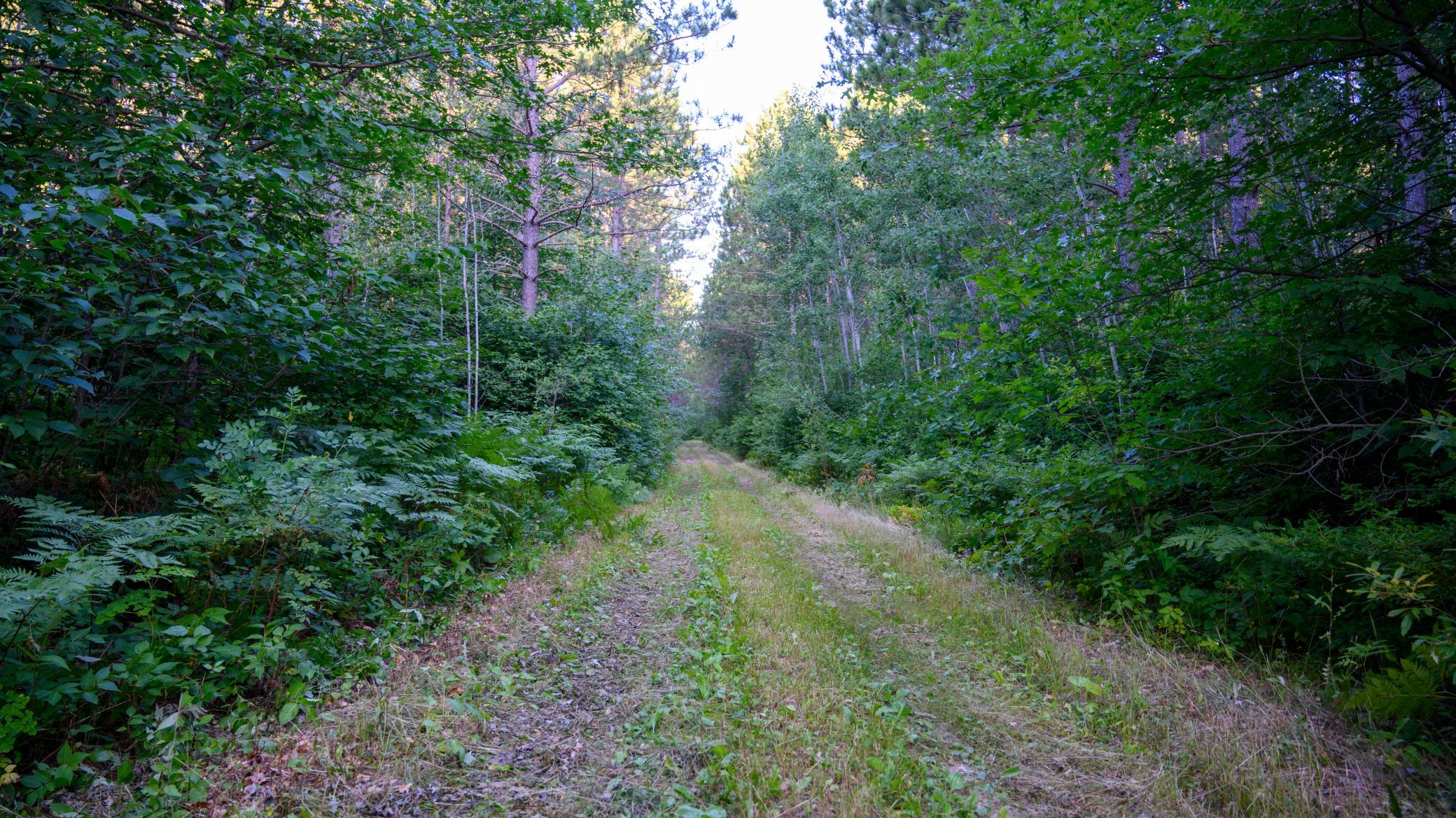 5th image of Nesw Forest Road 3845 Ne, Pennington, MN 56663 | MLS# 7115231