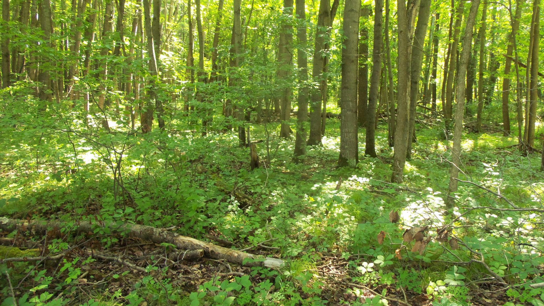 4th image of Lot 5 Howard Johnson Rd, Siren, WI 54872 | MLS# 7116262