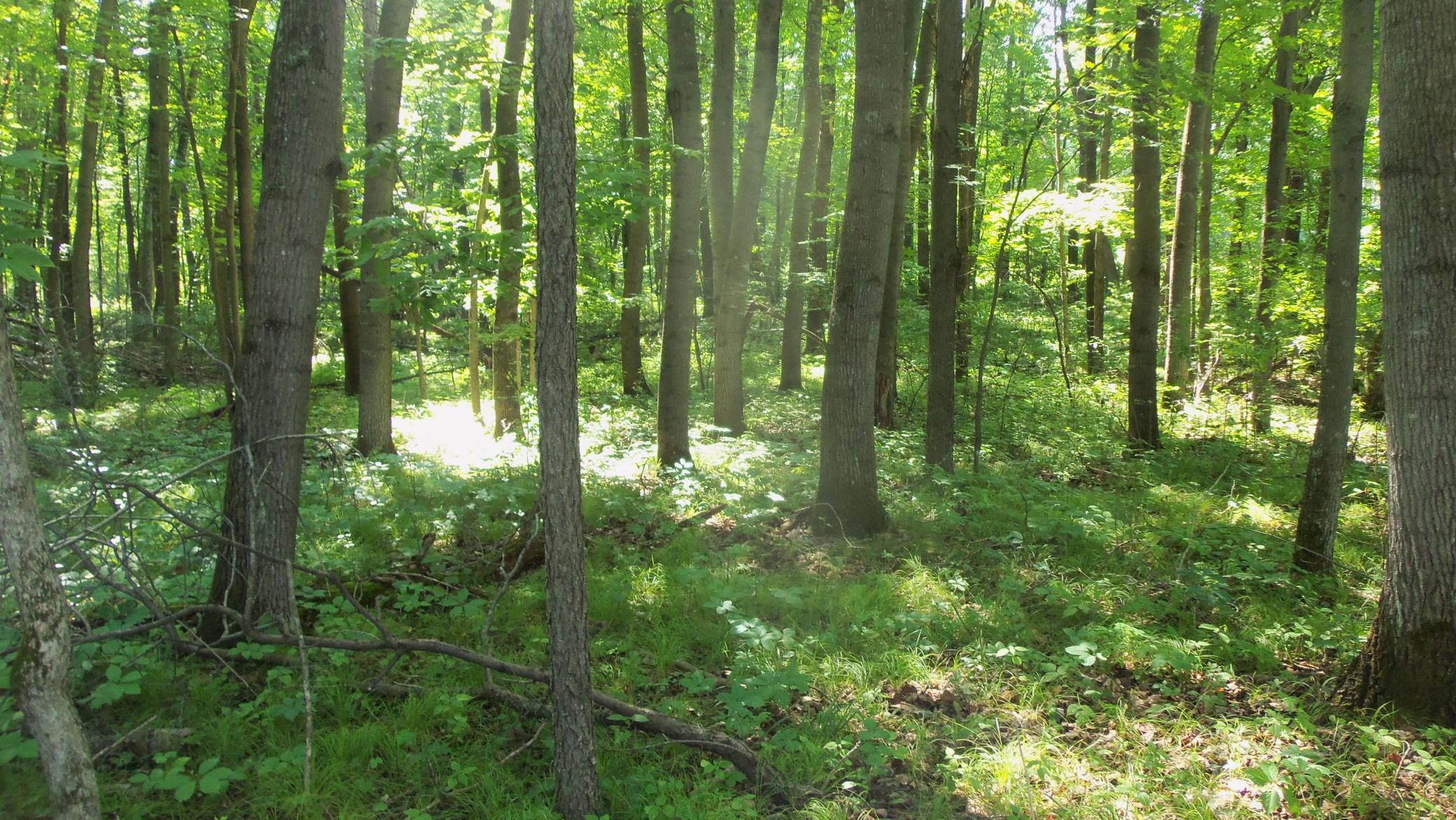 3rd image of Lot 5 Howard Johnson Rd, Siren, WI 54872 | MLS# 7116262