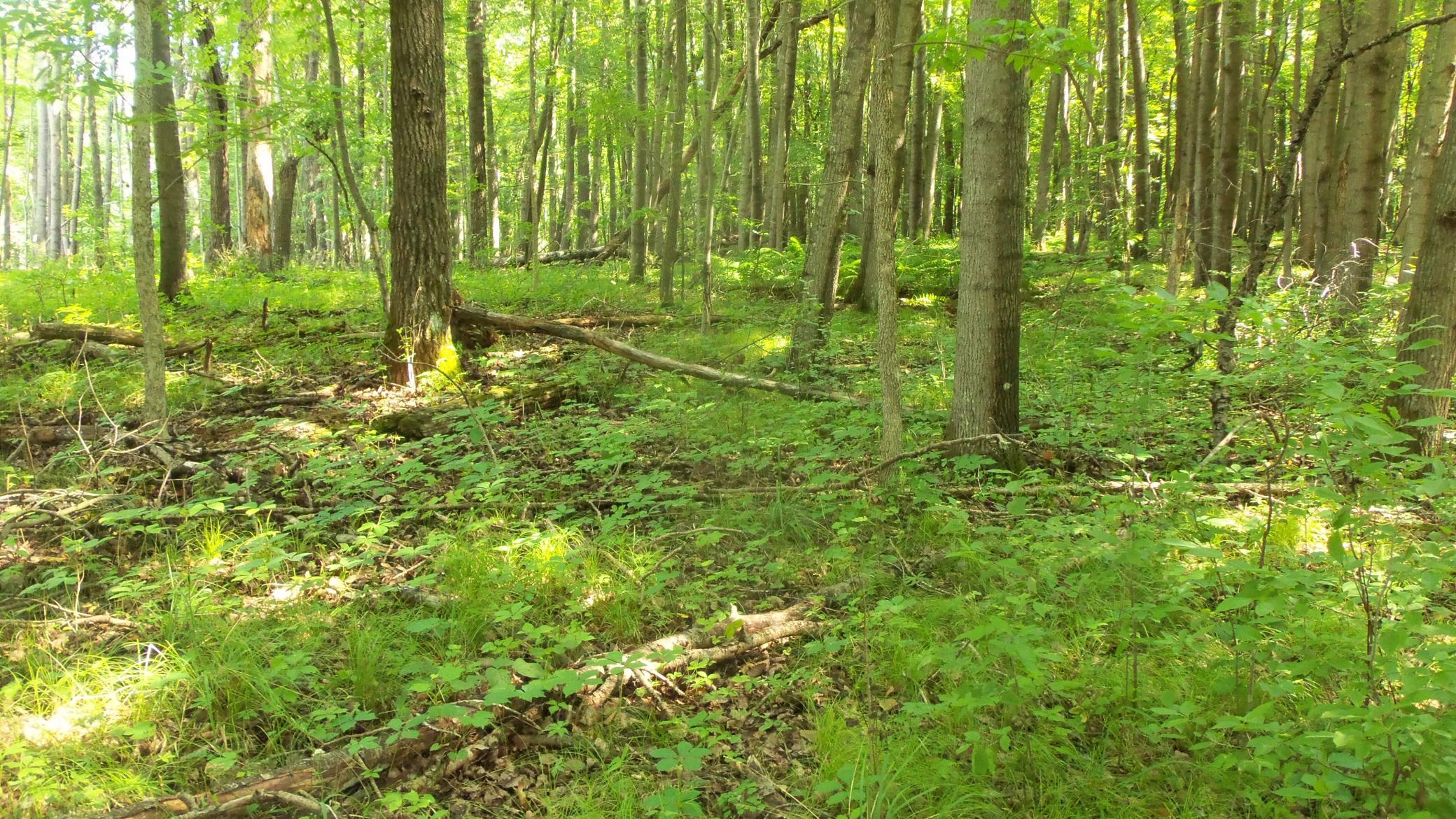5th image of Lot 5 Howard Johnson Rd, Siren, WI 54872 | MLS# 7116262