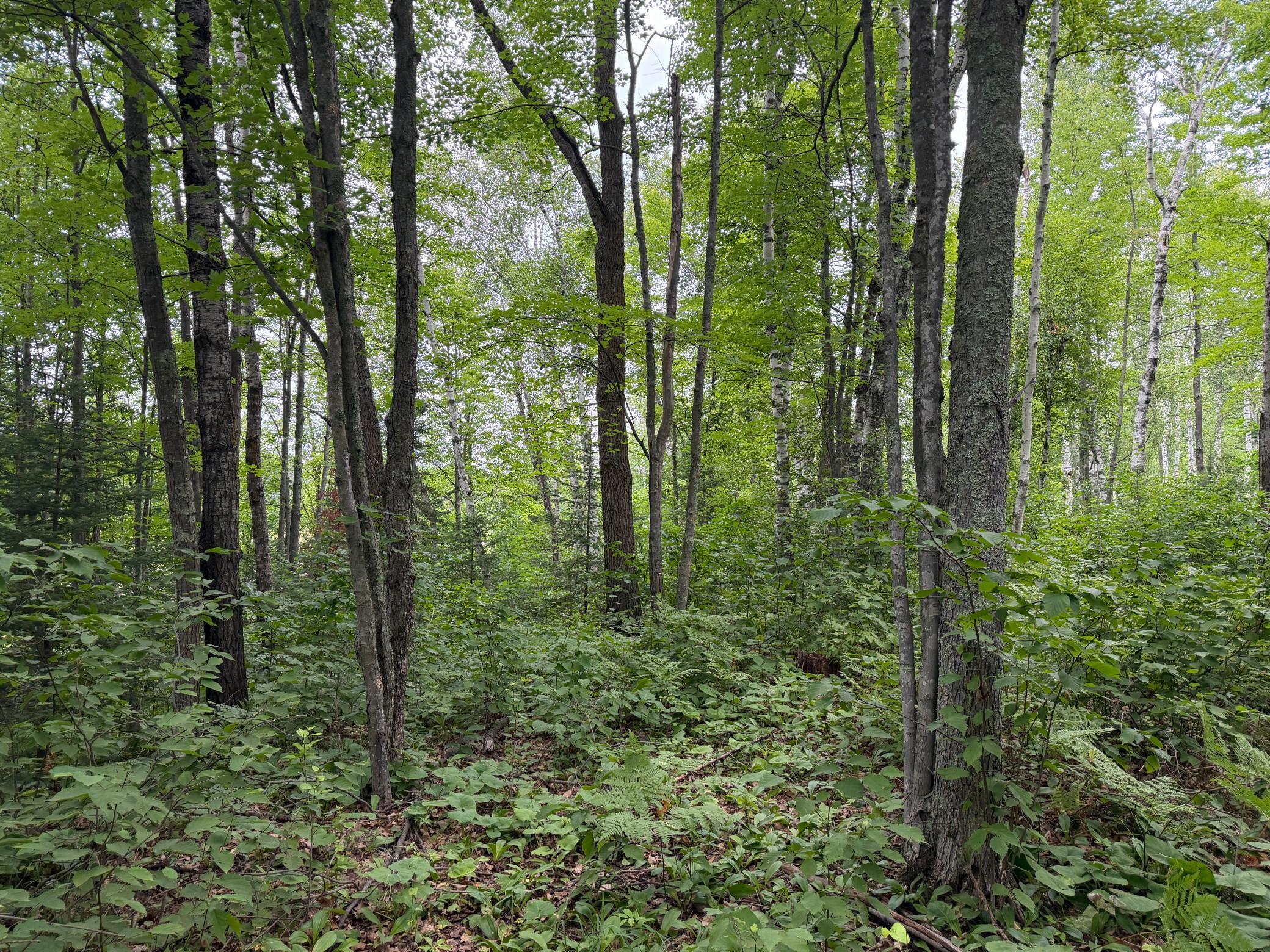 4th image of Tbd Shady Pine Rd, Bruno, MN 55712 | MLS# 7116598