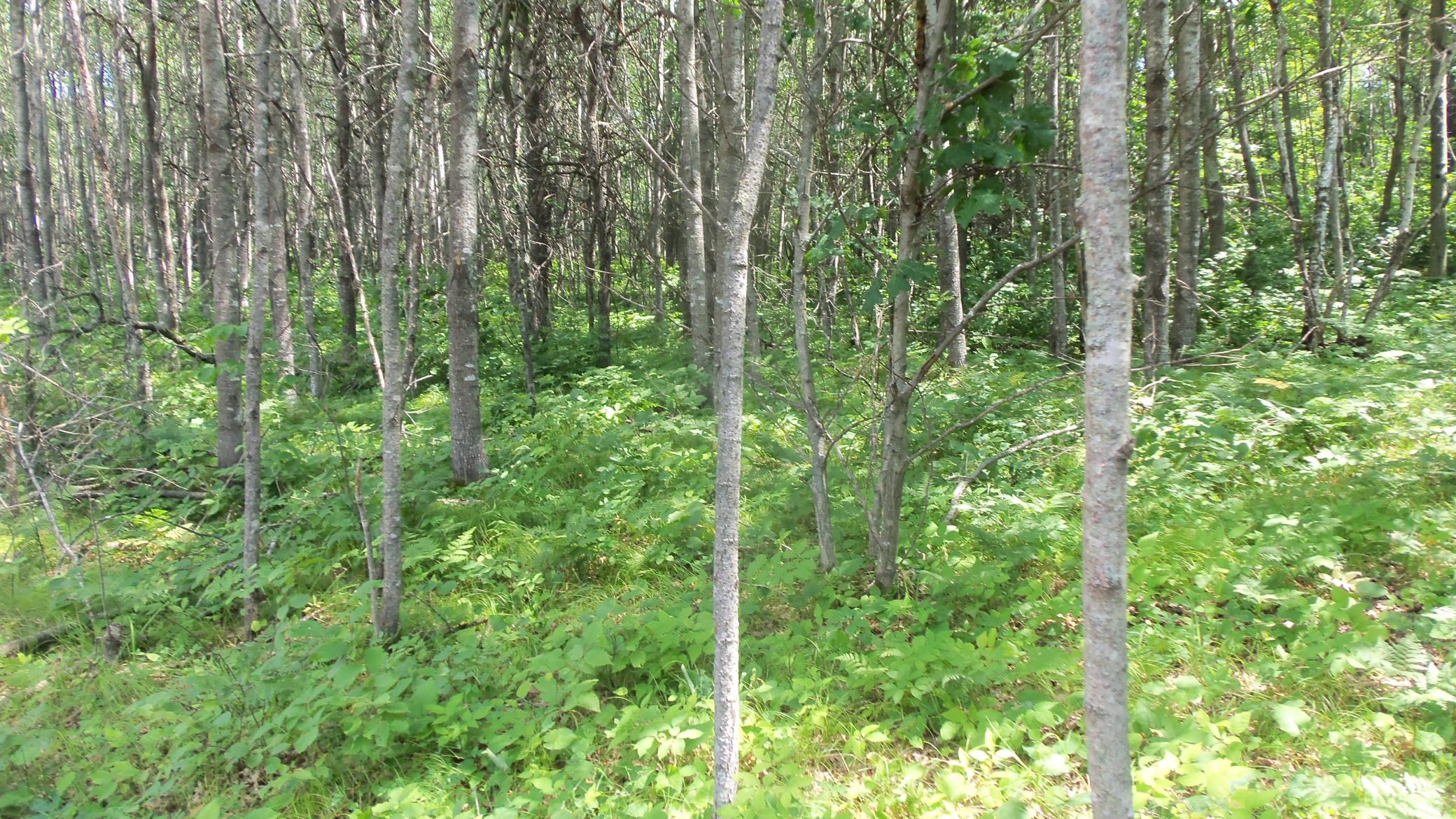 4th image of Lot 3 Jbirch Tree Trl, Spooner, WI 54801 | MLS# 7120000