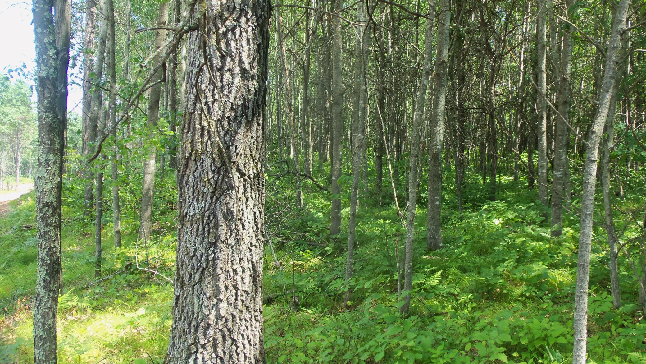 5th image of Lot 3 Jbirch Tree Trl, Spooner, WI 54801 | MLS# 7120000