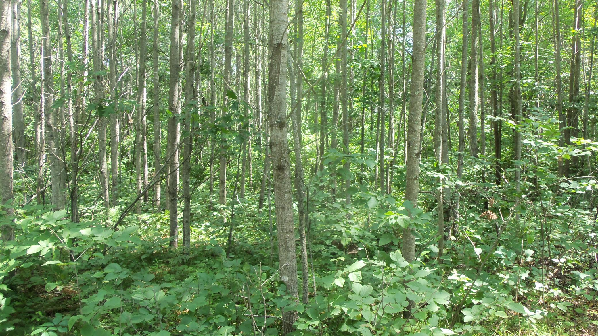 5th image of Lot 5 Brch Tree Trl, Spooner, WI 54801 | MLS# 7120160